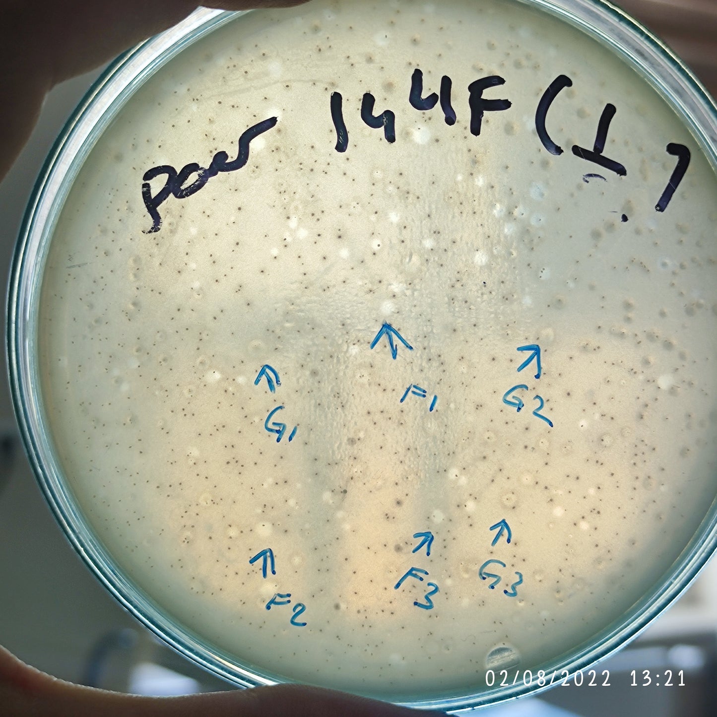 Pseudomonas aeruginosa bacteriophage 130144F