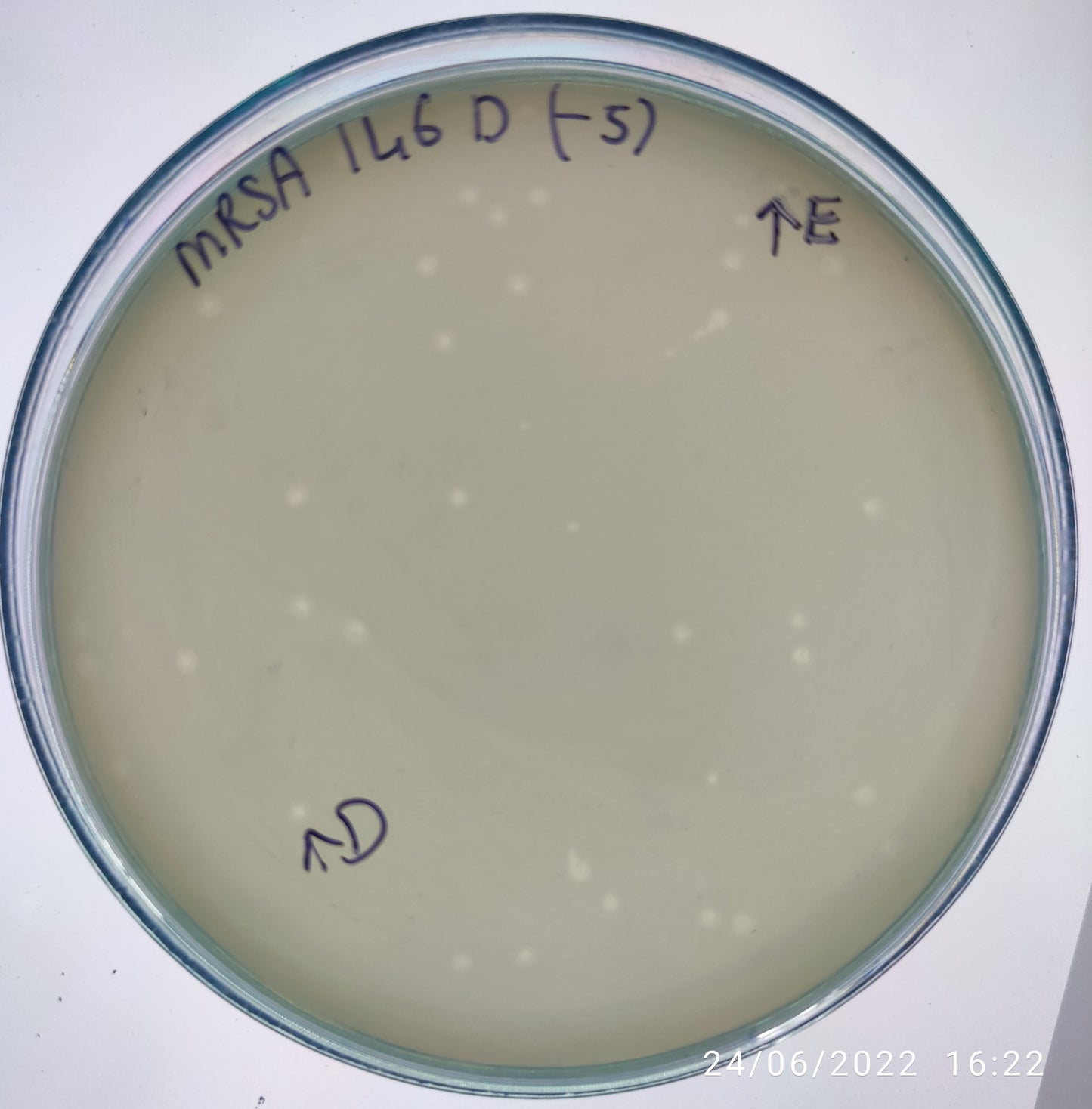 Staphylococcus aureus bacteriophage 150146E