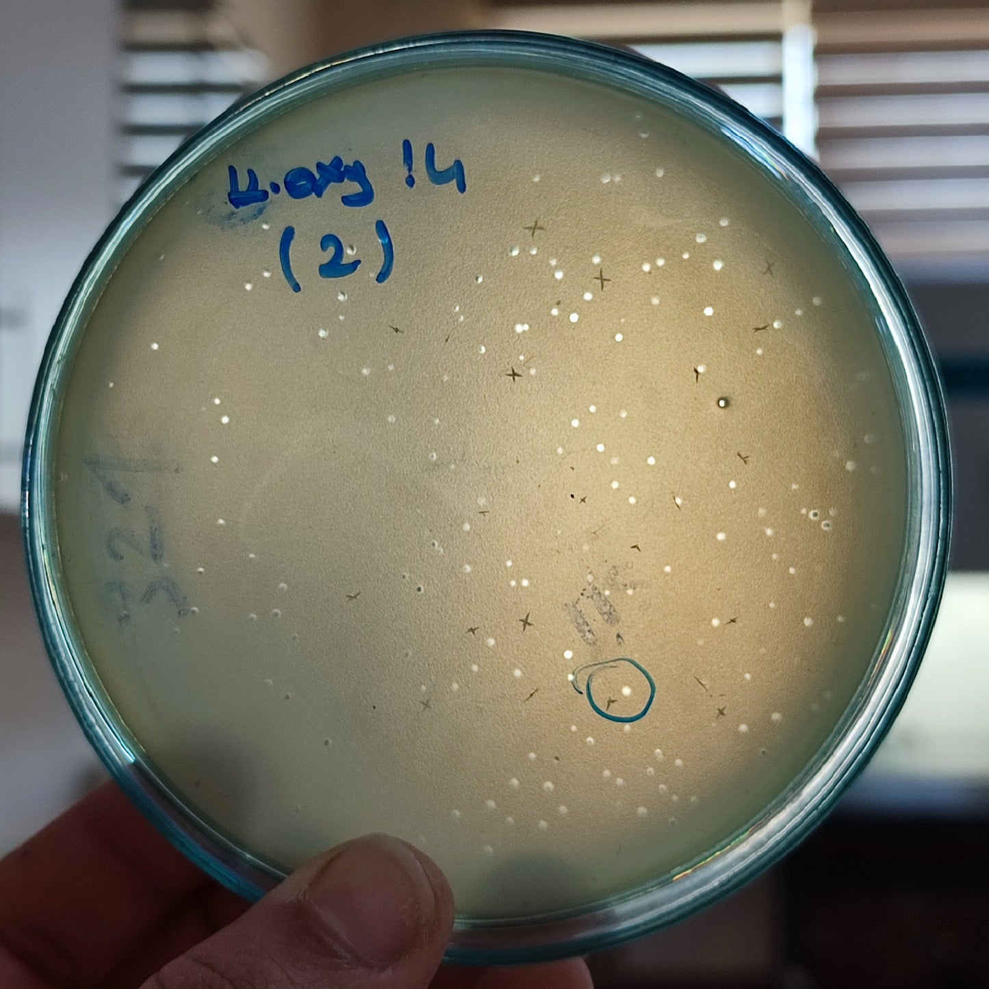 Klebsiella oxytoca bacteriophage 188014D