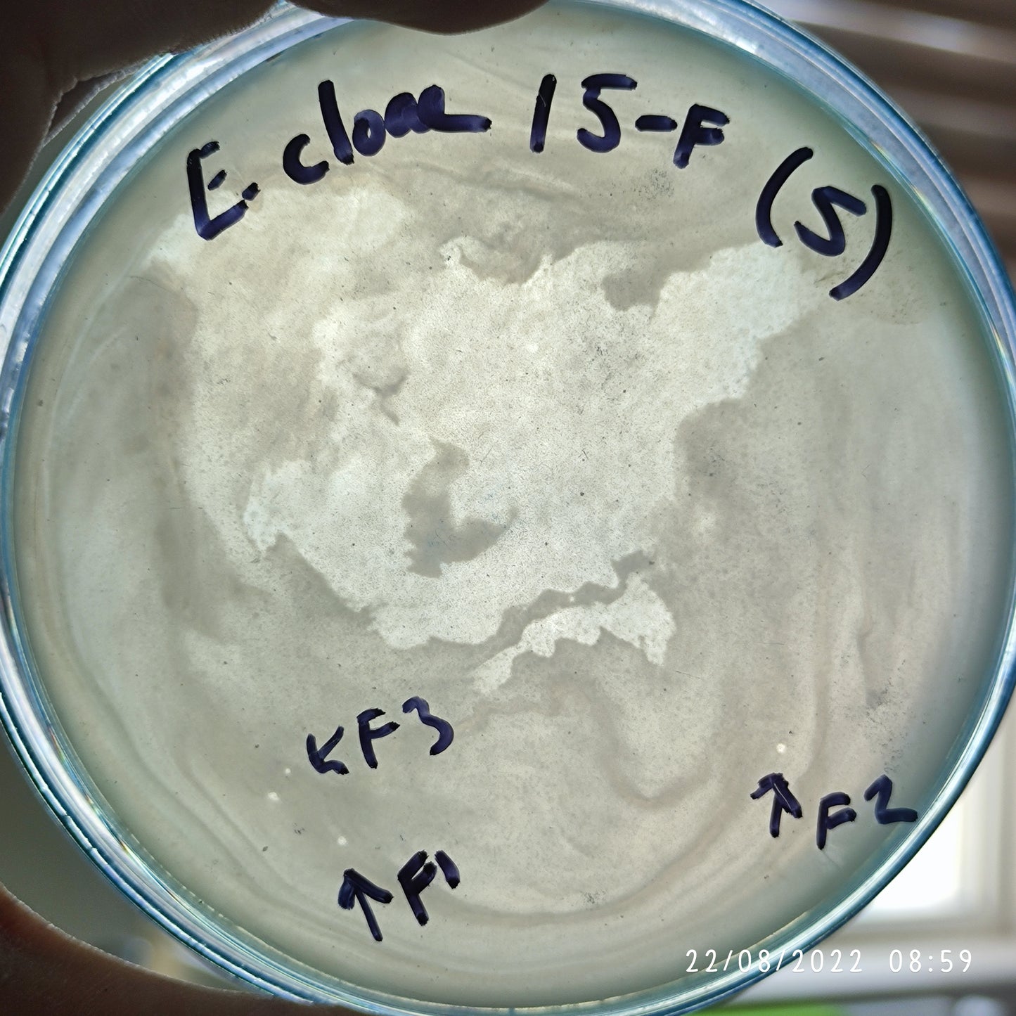 Enterobacter cloacae bacteriophage 200015F