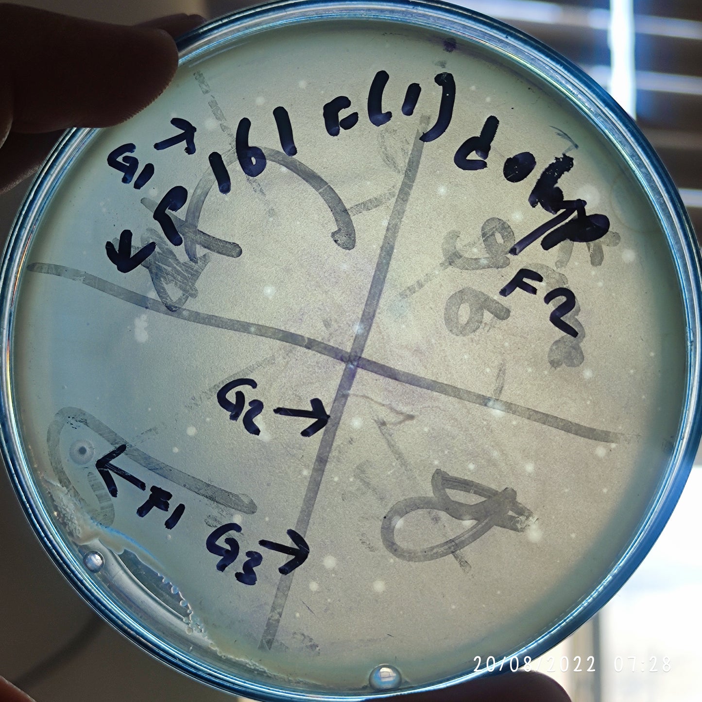 Klebsiella pneumoniae bacteriophage 180161F