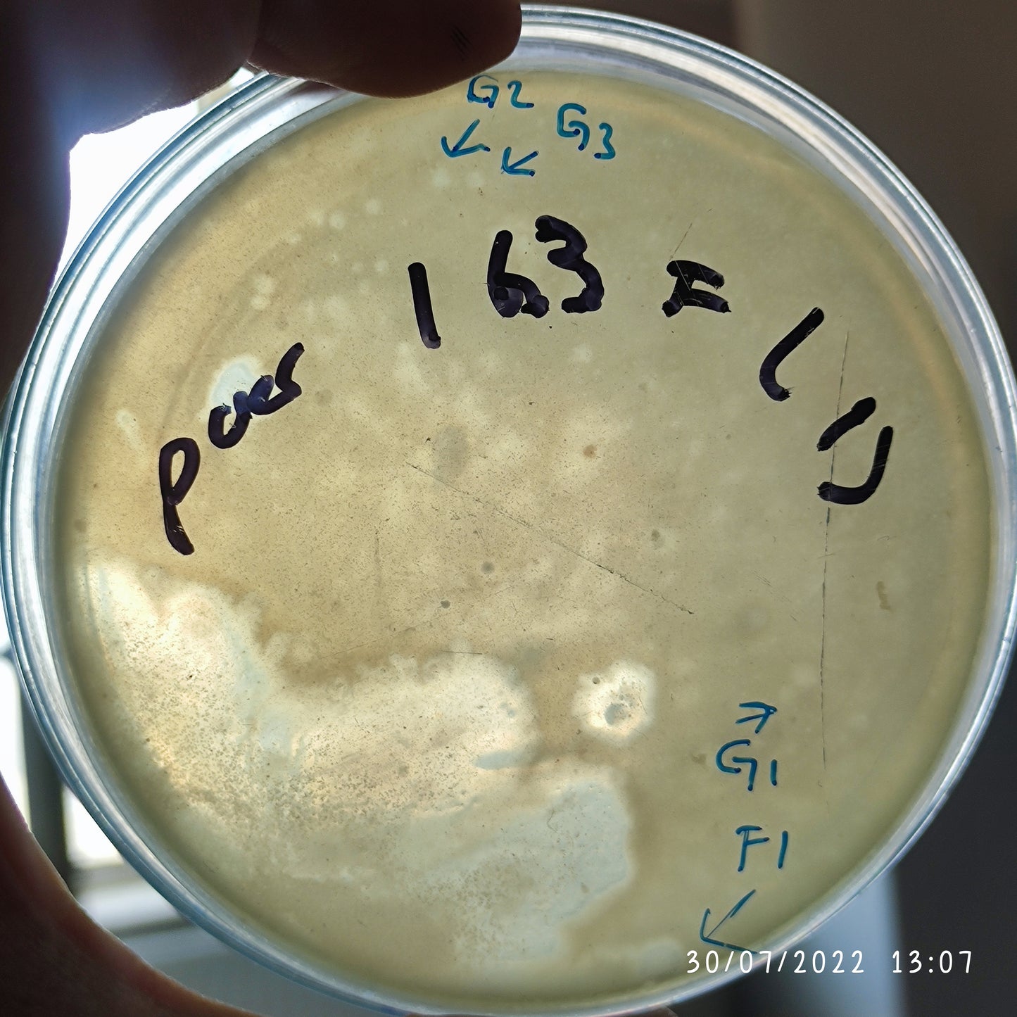 Pseudomonas aeruginosa bacteriophage 130163G