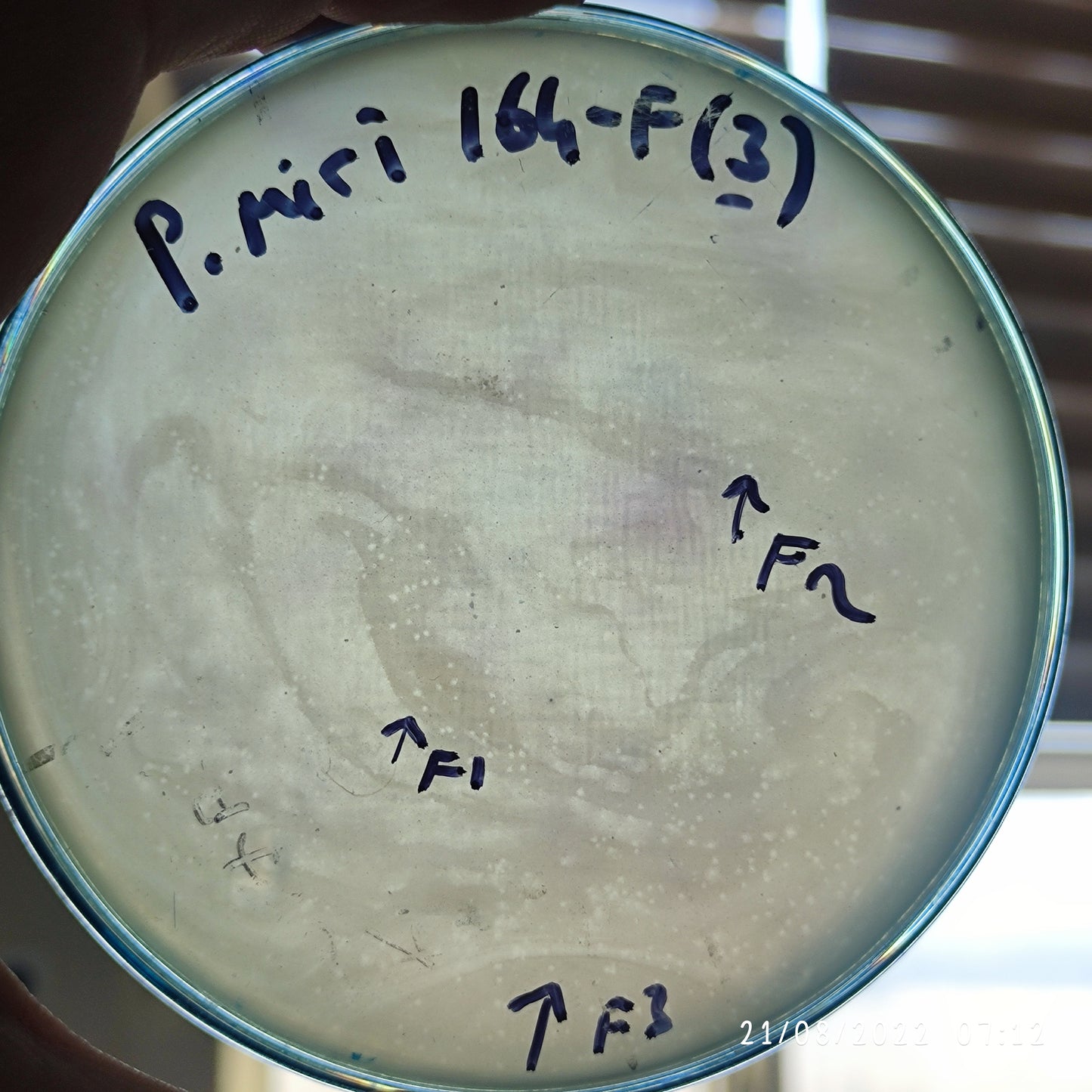 Proteus mirabilis bacteriophage 200164F