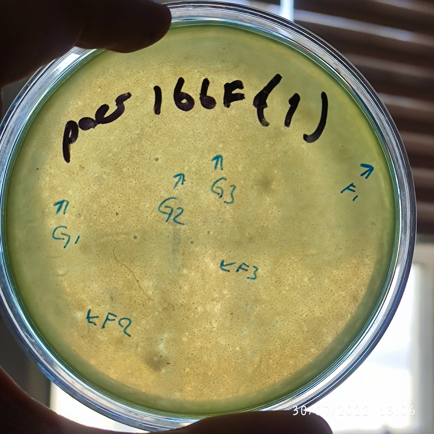 Pseudomonas aeruginosa bacteriophage 130166G