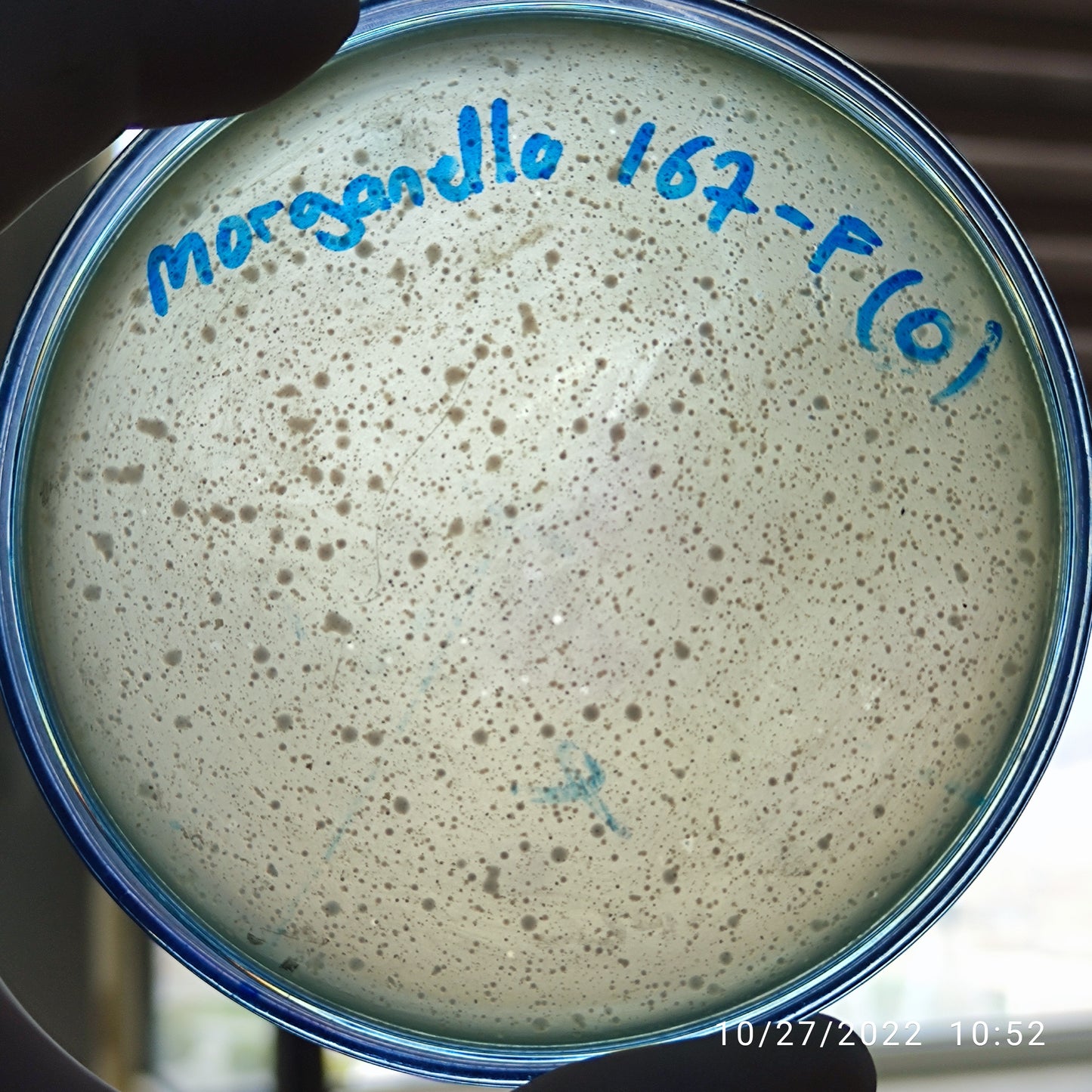 Morganella morganii bacteriophage 200167F