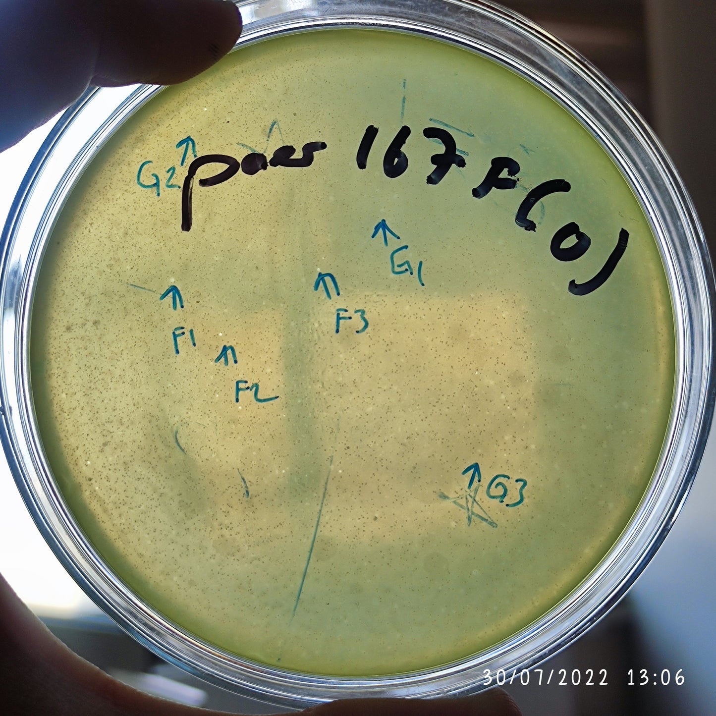 Pseudomonas aeruginosa bacteriophage 130167F