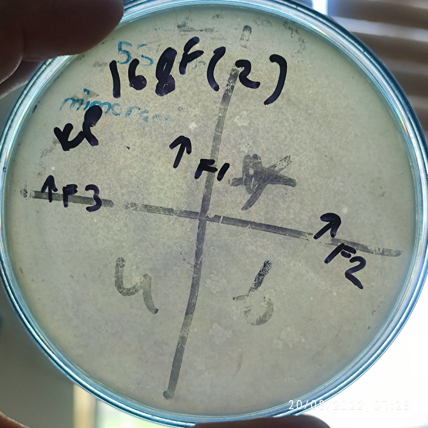 Klebsiella pneumoniae bacteriophage 180168F