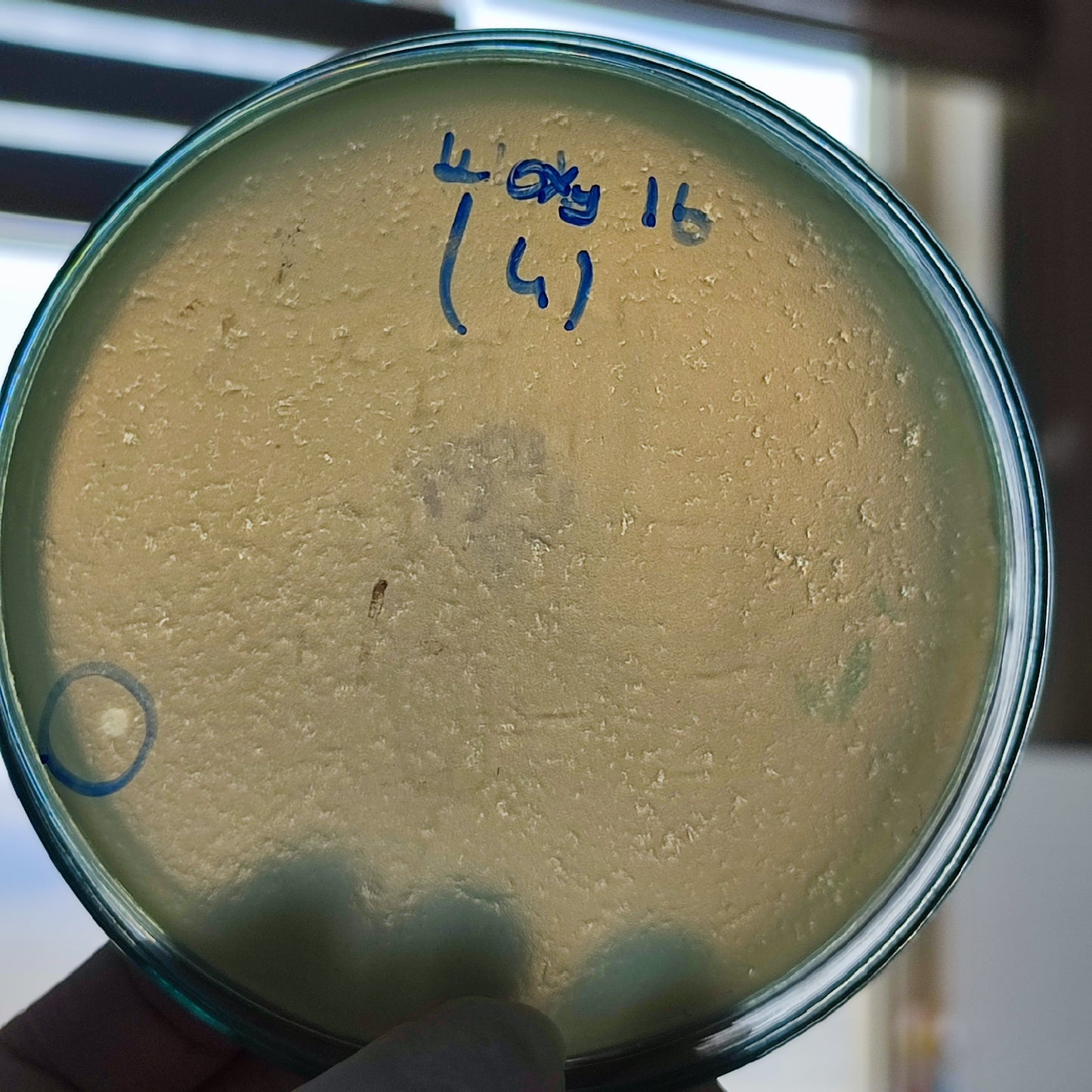Klebsiella oxytoca bacteriophage 188016D