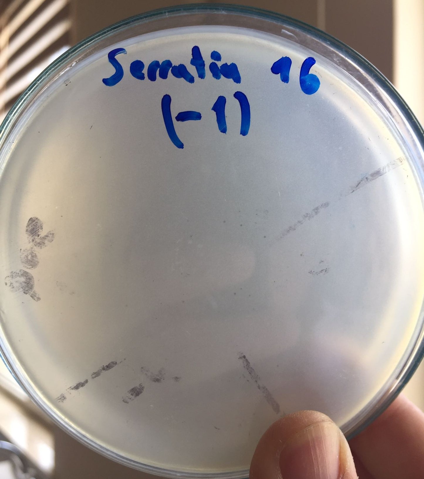 Serratia marcescens bacteriophage 200080A