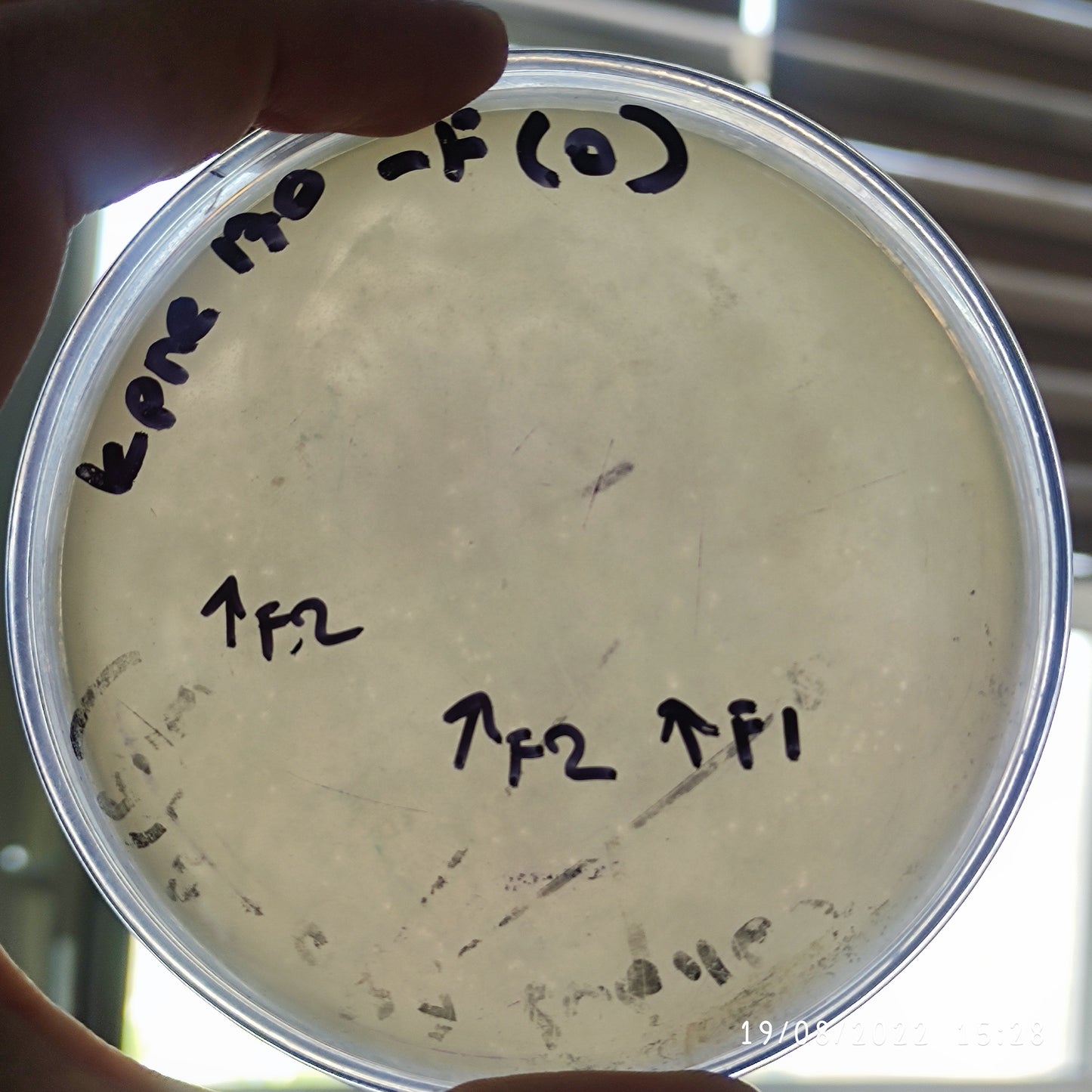 Klebsiella pneumoniae bacteriophage 180170F