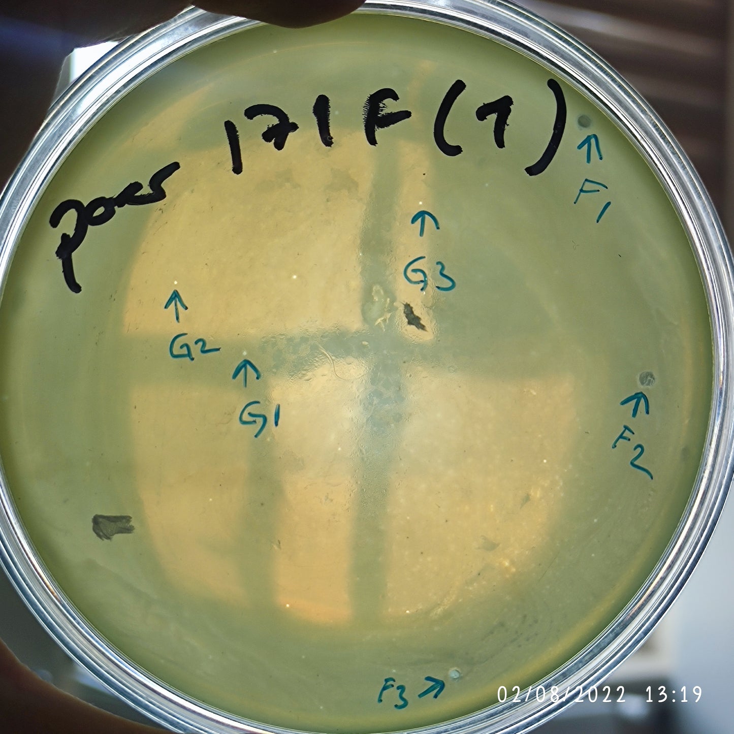 Pseudomonas aeruginosa bacteriophage 130171F