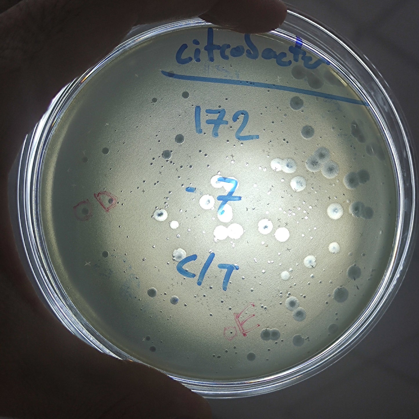 Citrobacter freundii bacteriophage 200172D