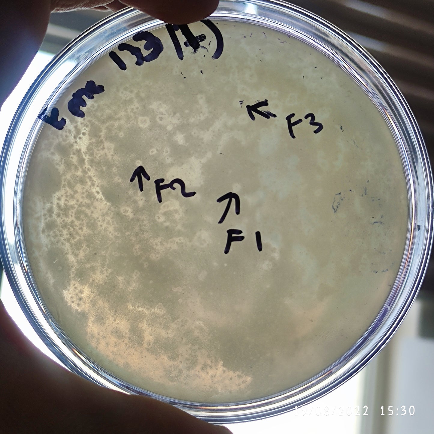 Klebsiella pneumoniae bacteriophage 180173F