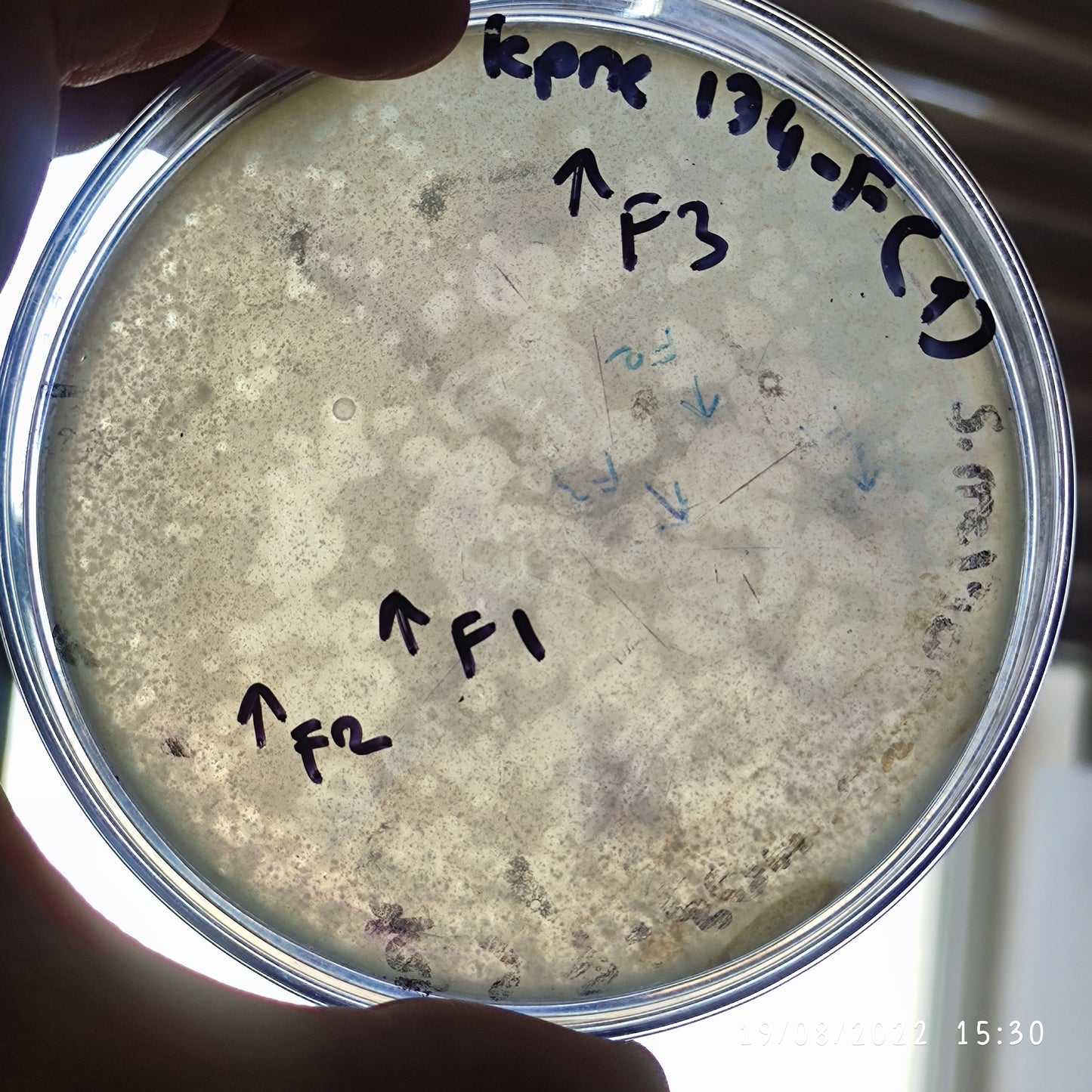 Klebsiella pneumoniae bacteriophage 180174F
