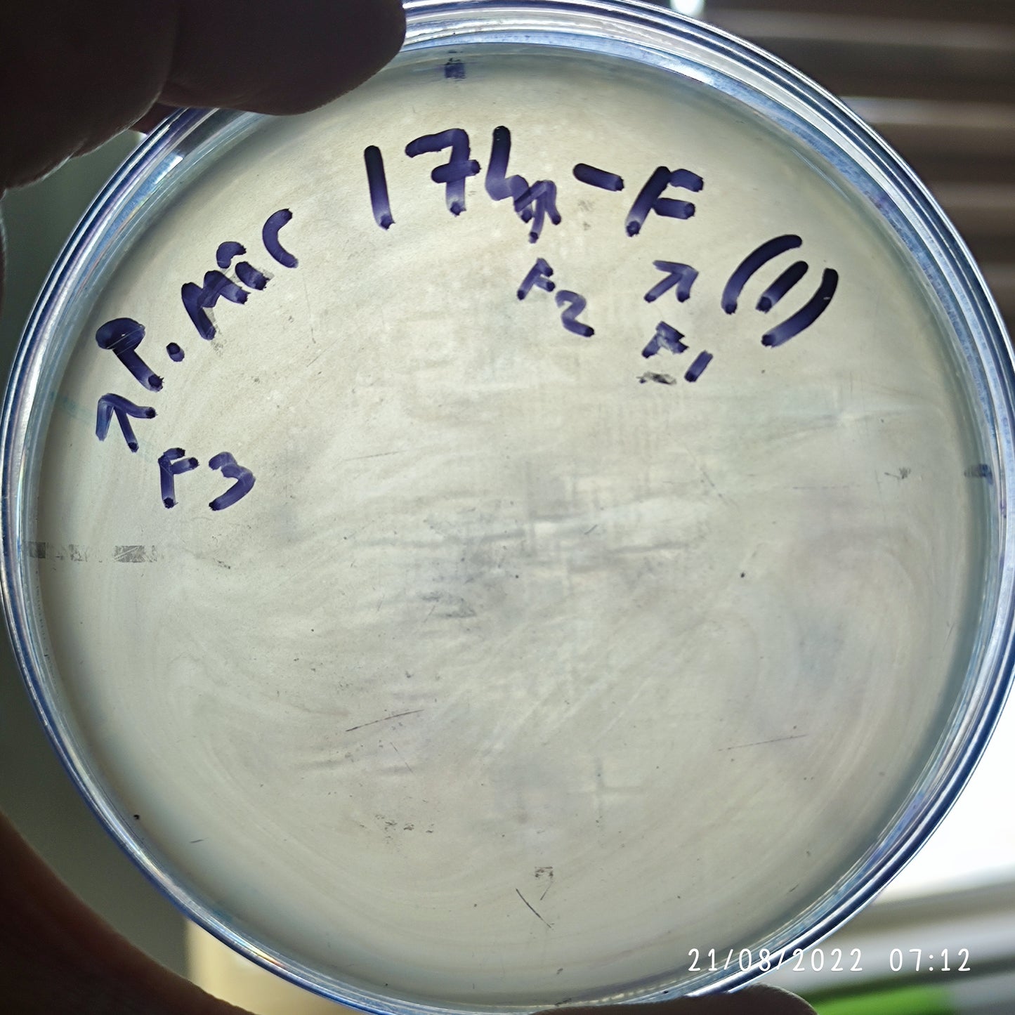 Proteus mirabilis bacteriophage 200174F