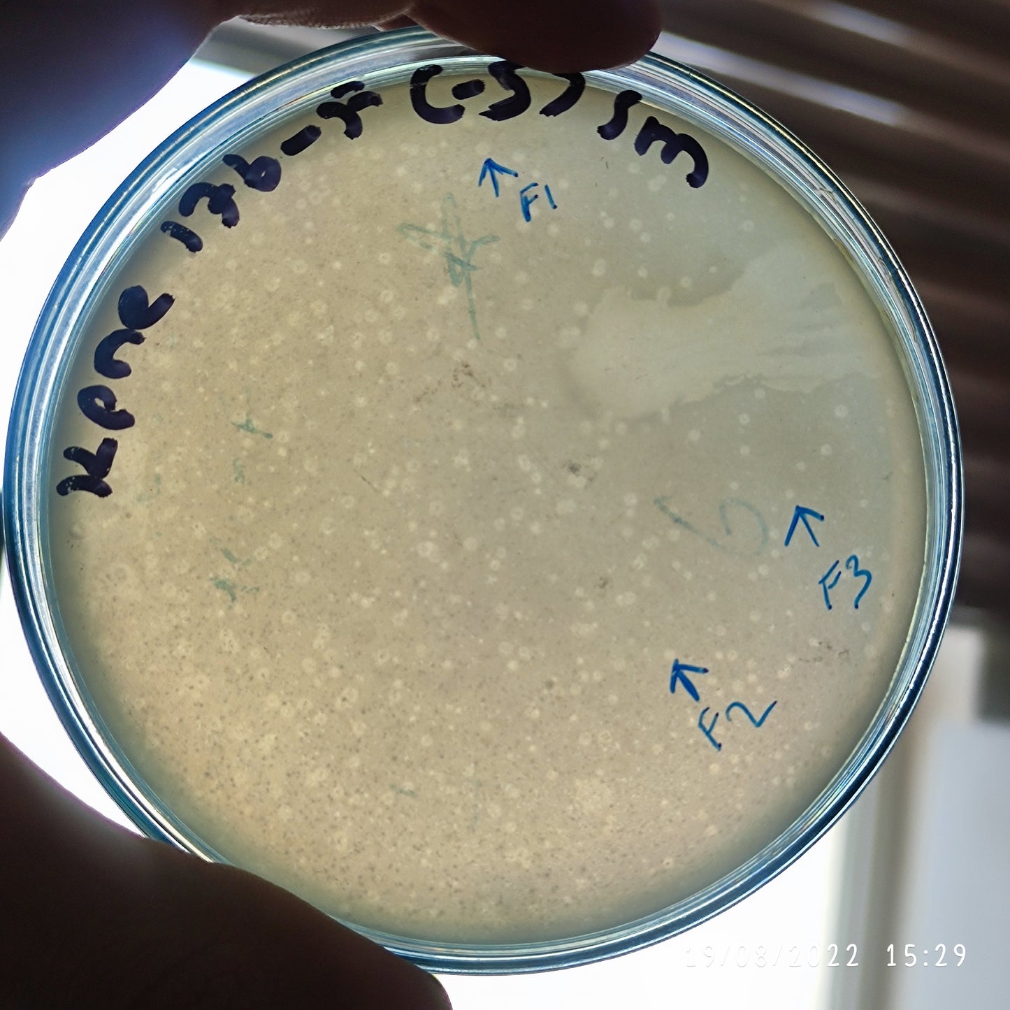 Klebsiella pneumoniae bacteriophage 180176F