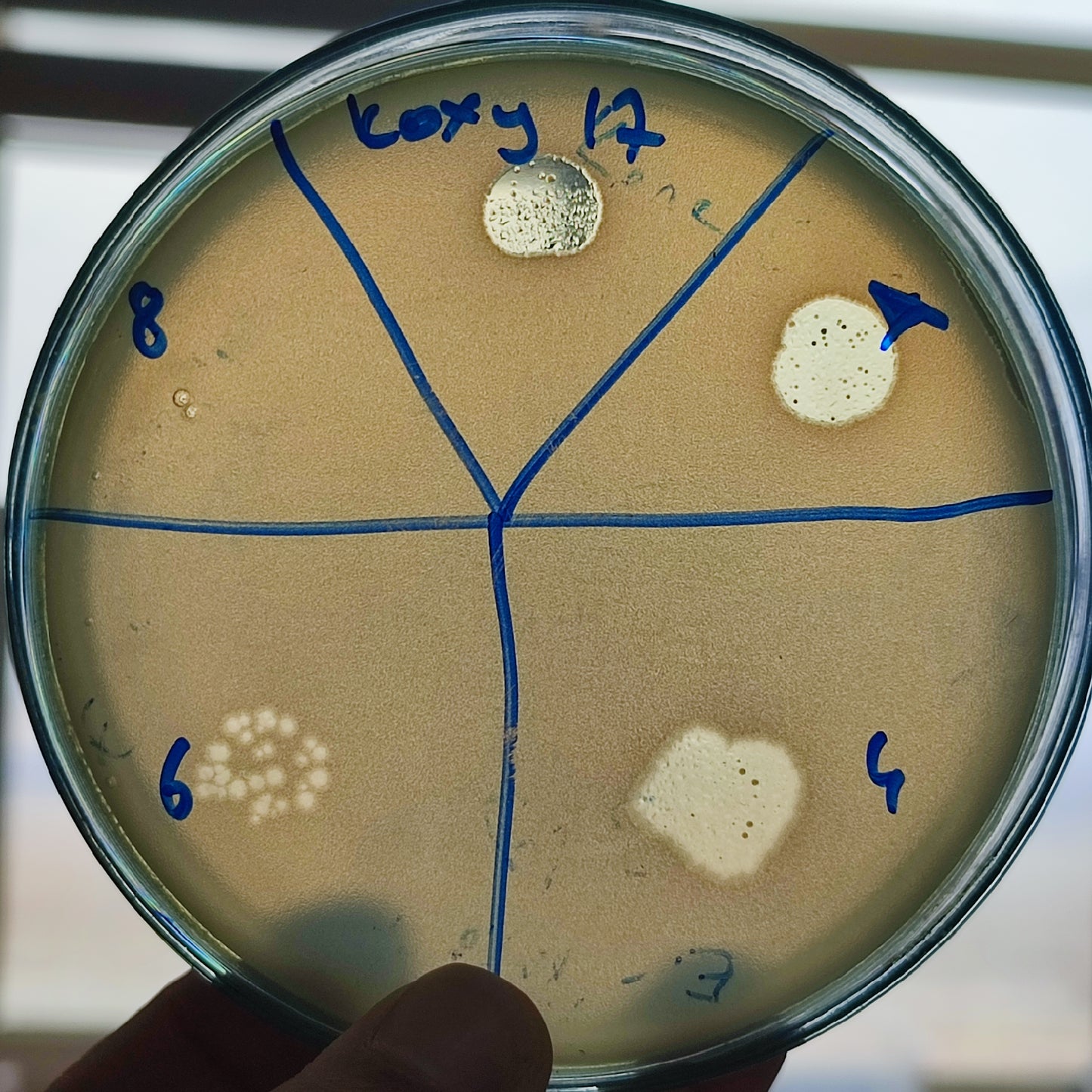Klebsiella oxytoca bacteriophage 188017D
