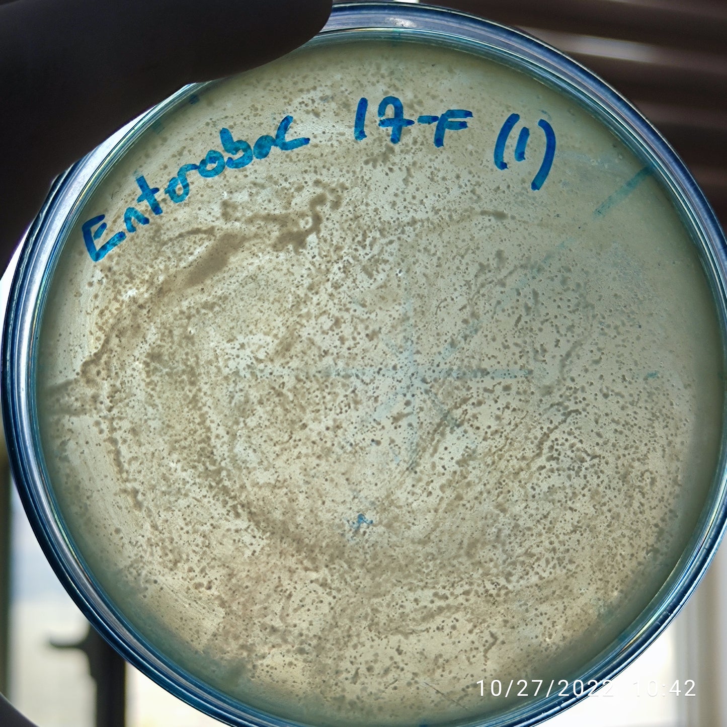 Enterobacter cloacae bacteriophage 200017F
