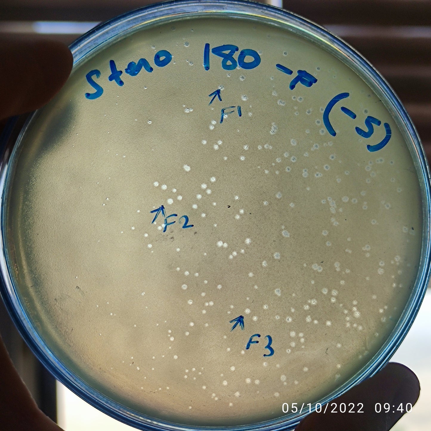 Stenotrophomonas maltophilia bacteriophage 200180F