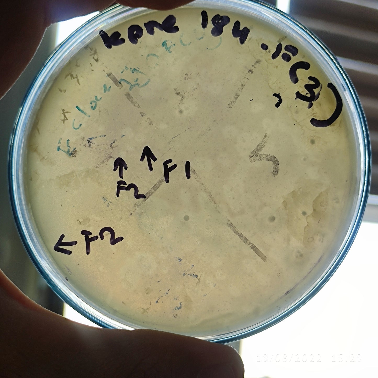 Klebsiella pneumoniae bacteriophage 180184F