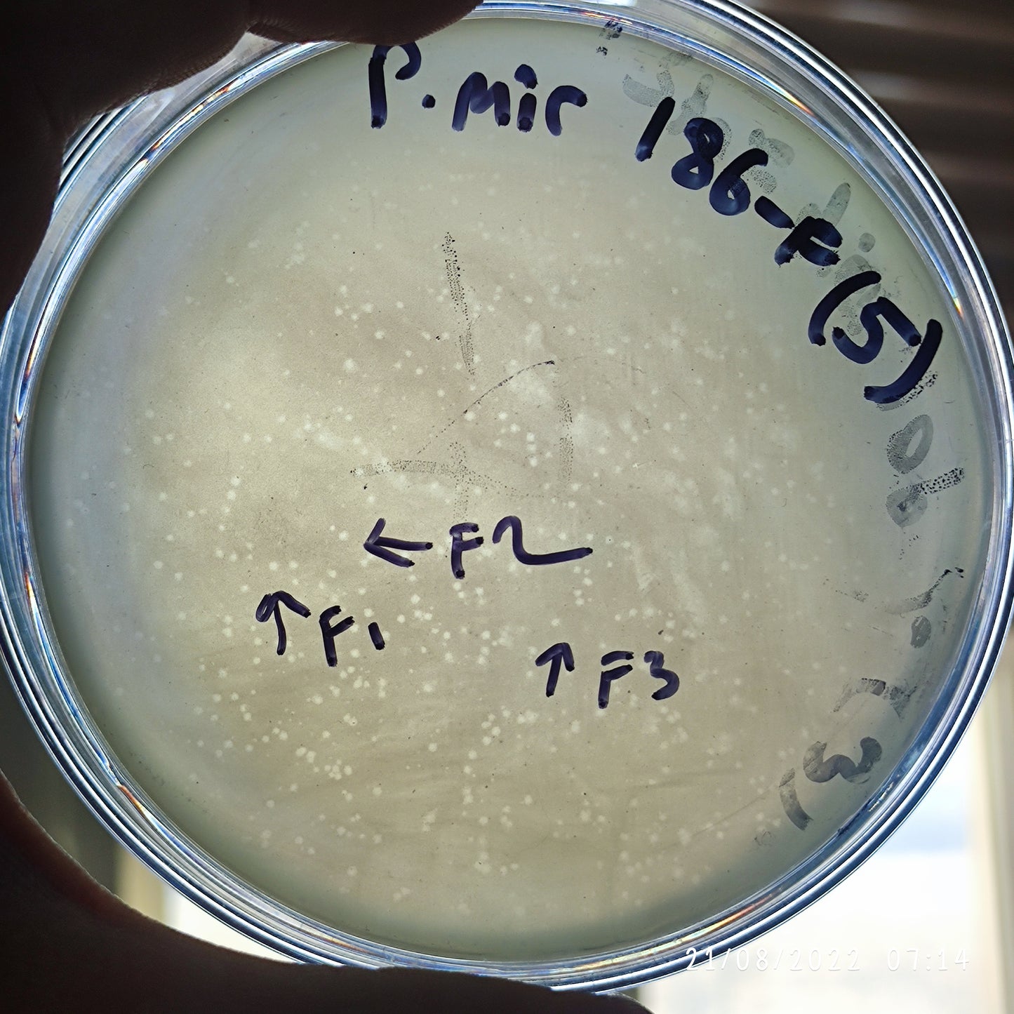 Proteus mirabilis bacteriophage 200186F