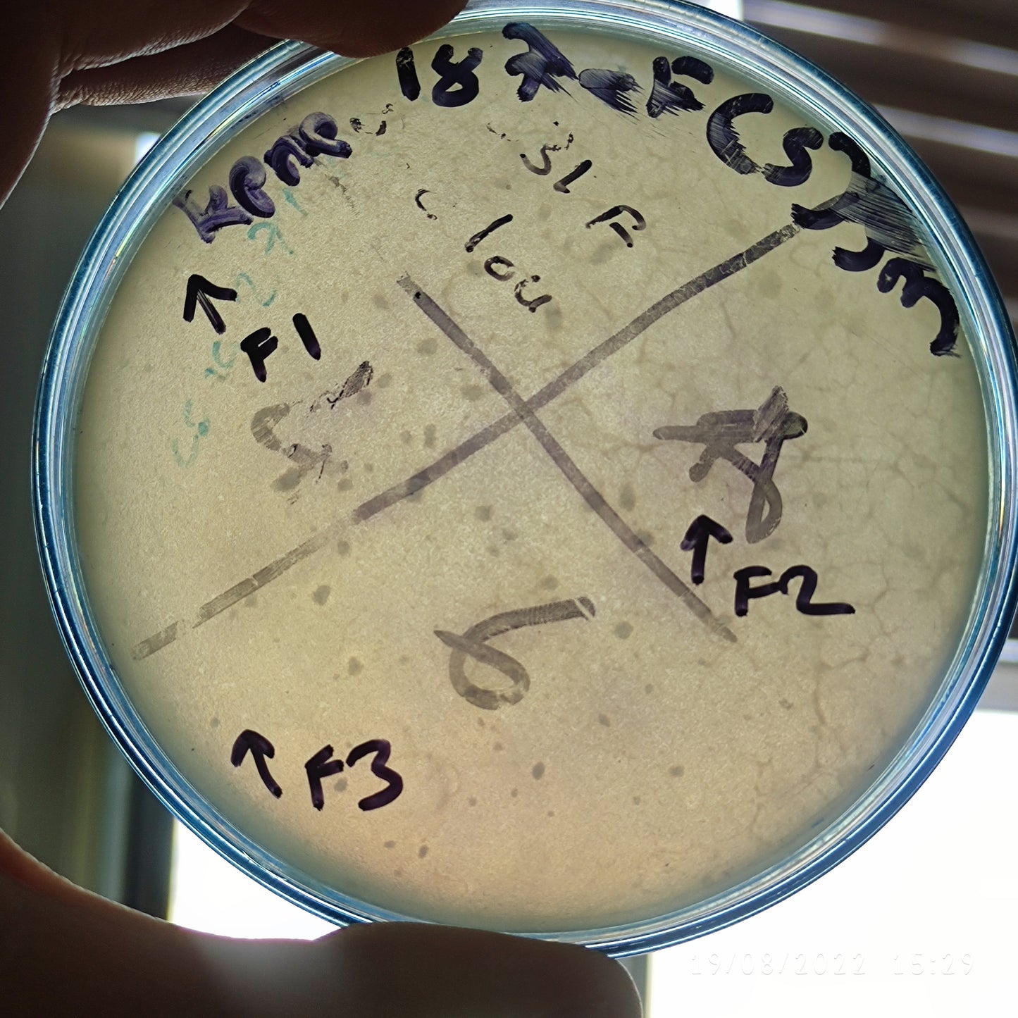 Klebsiella pneumoniae bacteriophage 180187F