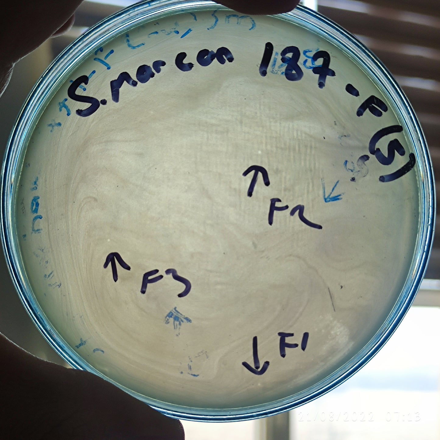 Serratia marcescens bacteriophage 200187F