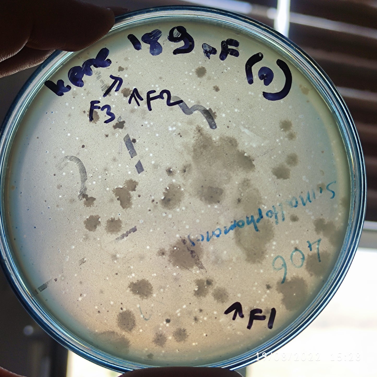 Klebsiella pneumoniae bacteriophage 180189F