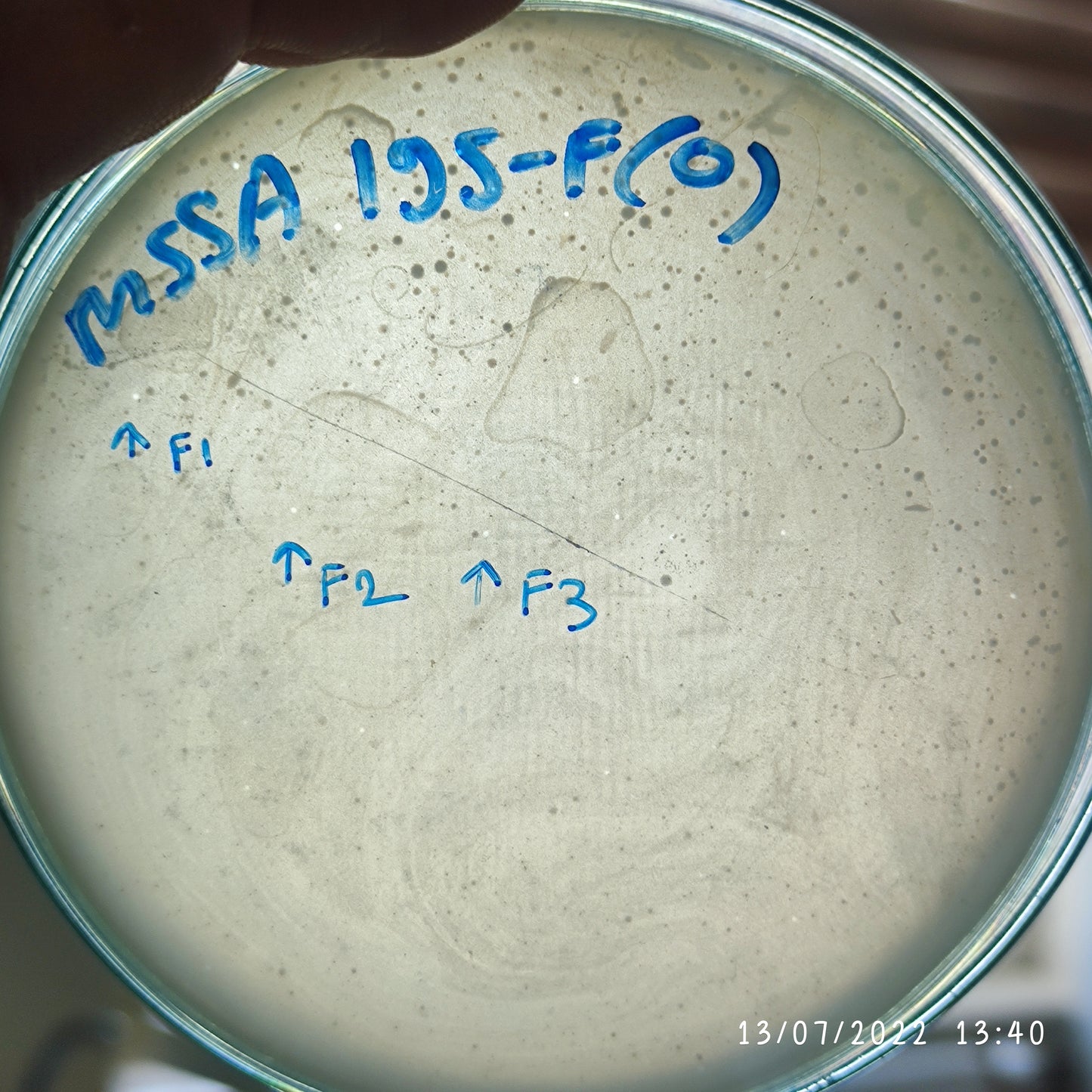 Staphylococcus aureus bacteriophage 152195F