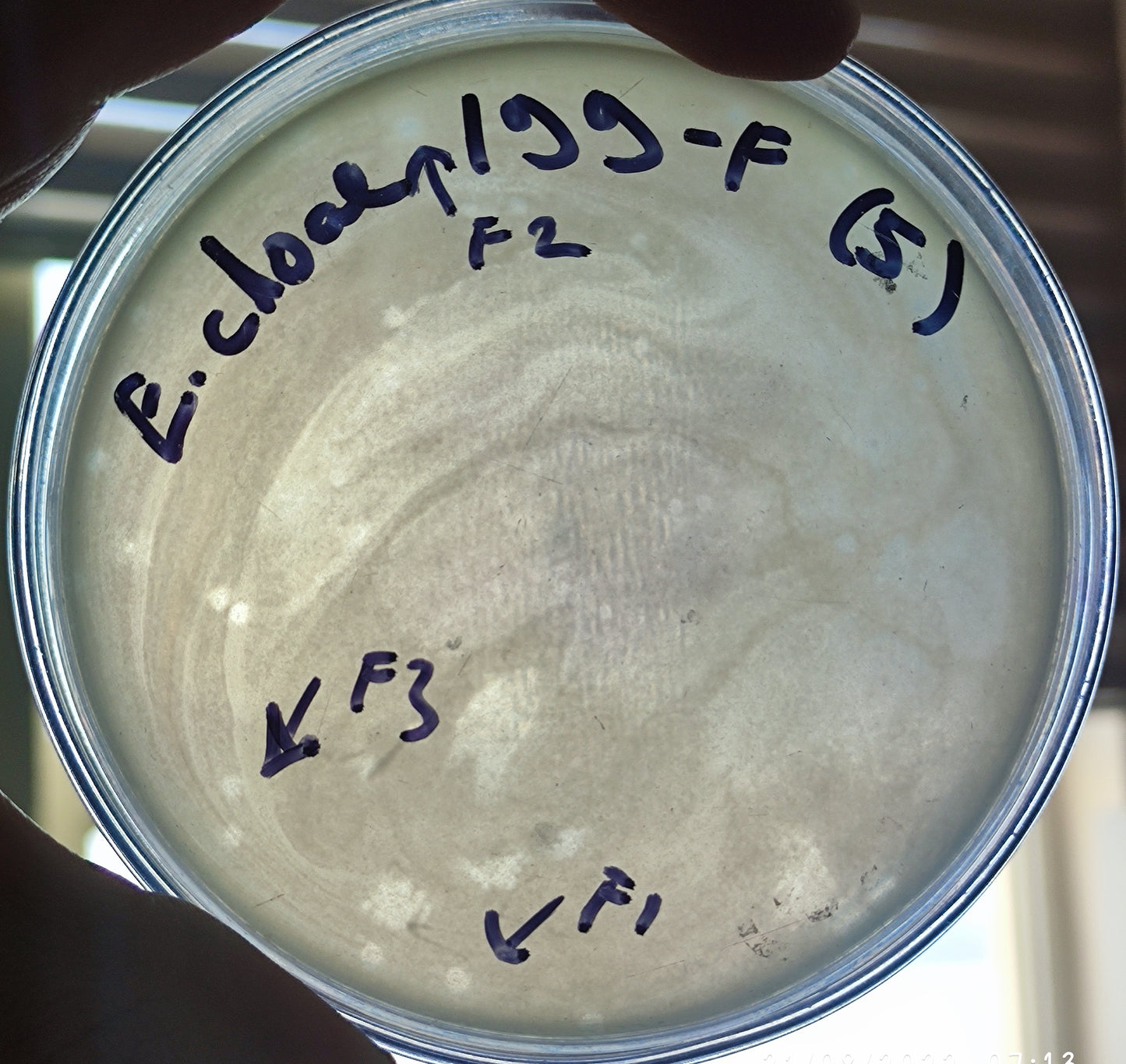 Enterobacter cloacae bacteriophage 200199F