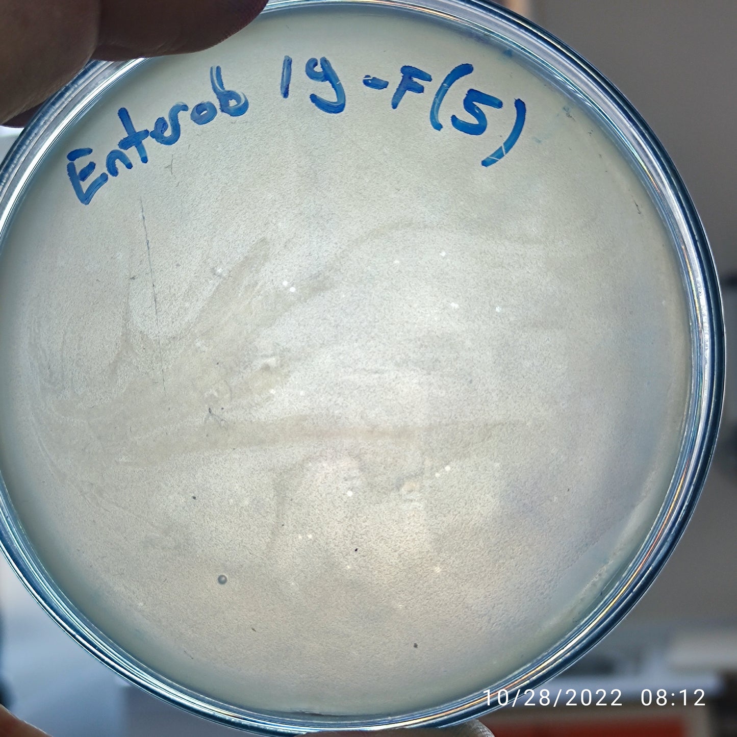 Enterobacter cloacae bacteriophage 200019F