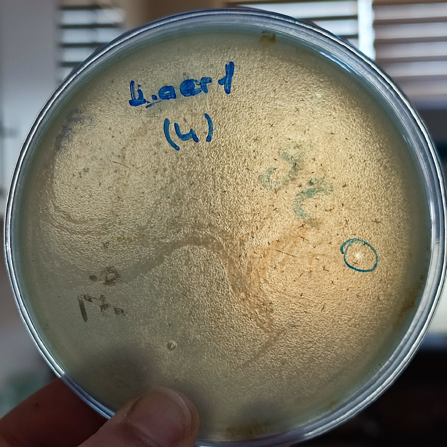 Klebsiella aerogenes bacteriophage 188001D