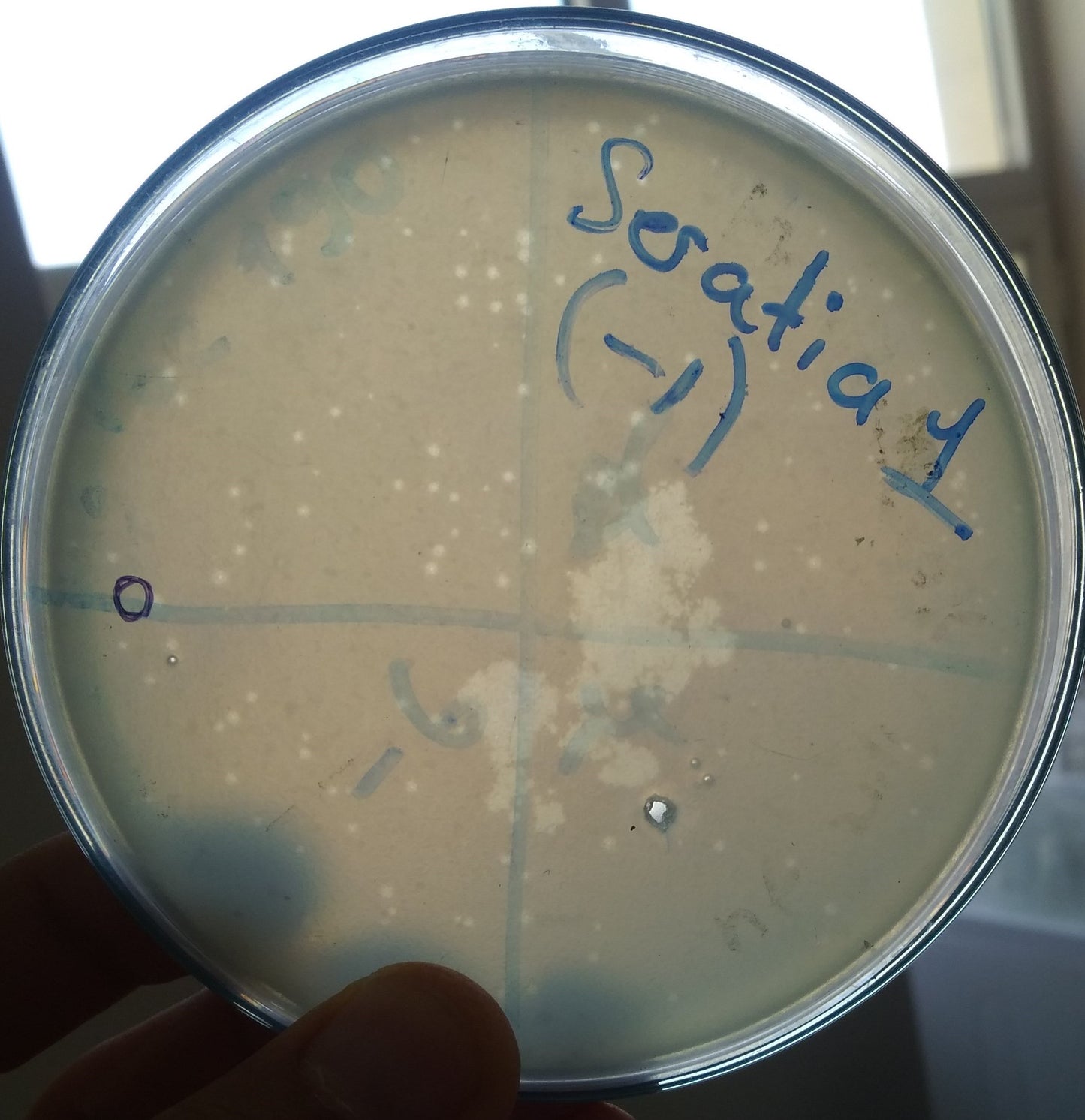 Serratia marcescens bacteriophage 200065B