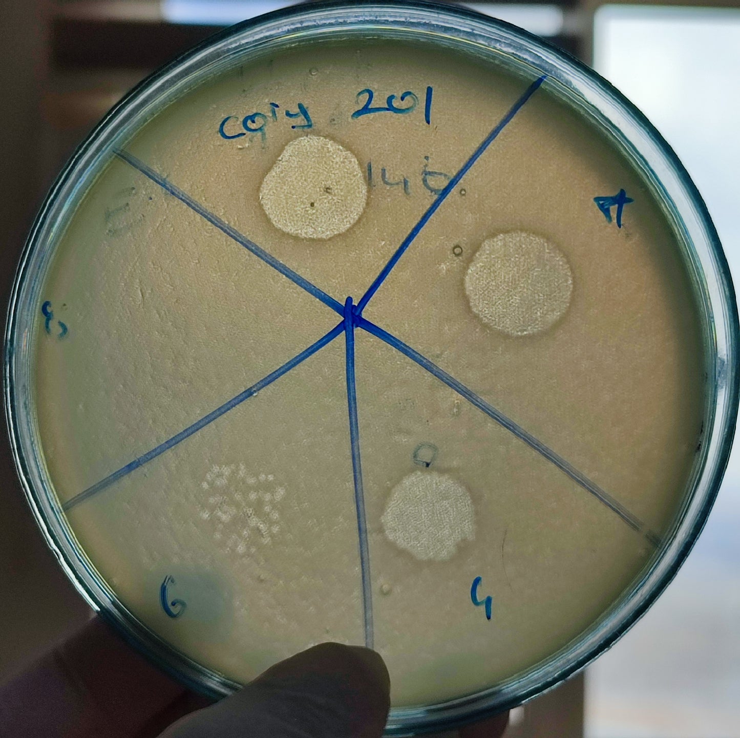 Corynebacterium bacteriophage 200201D