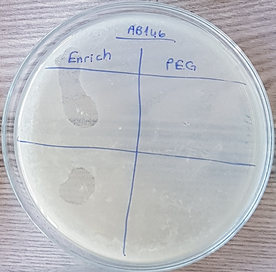 Acinetobacter baumannii bacteriophage 120146A