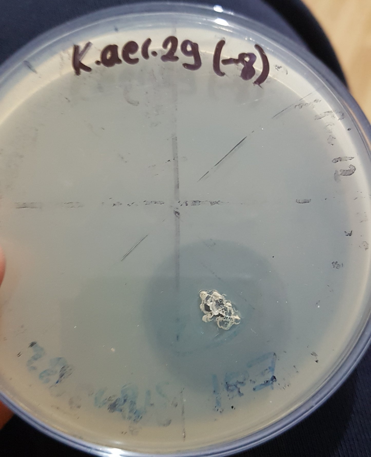 Klebsiella aerogenes bacteriophage 188029A