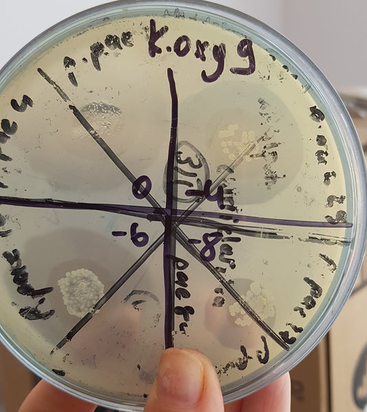 Klebsiella oxytoca bacteriophage 188009A