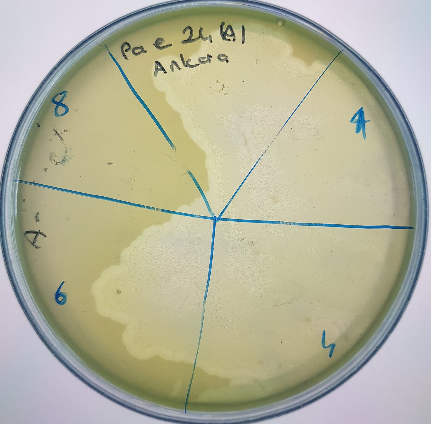 Pseudomonas aeruginosa bacteriophage 130024A