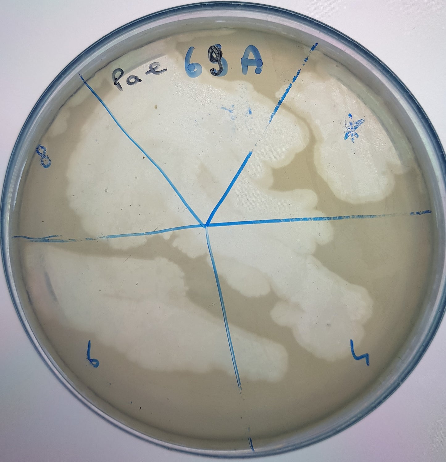 Pseudomonas aeruginosa bacteriophage 130069A