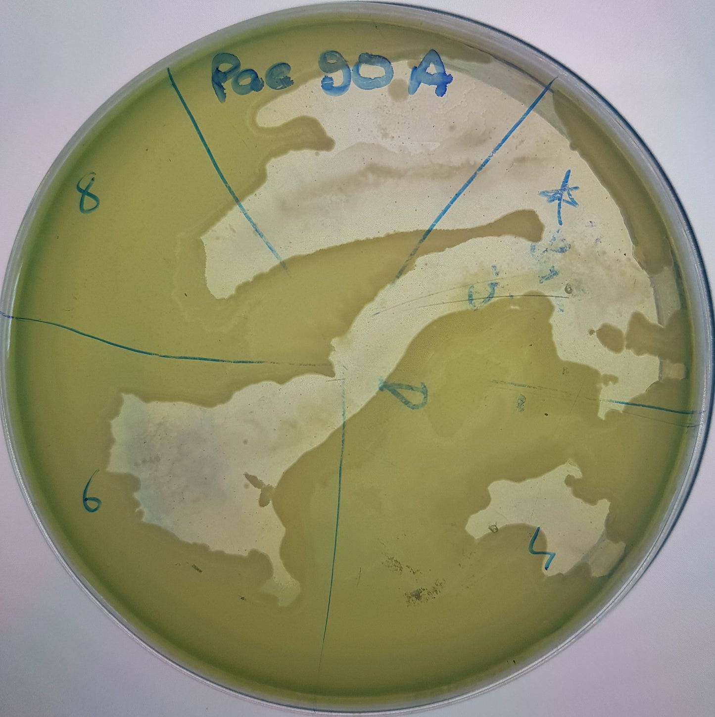 Pseudomonas aeruginosa bacteriophage 130090A