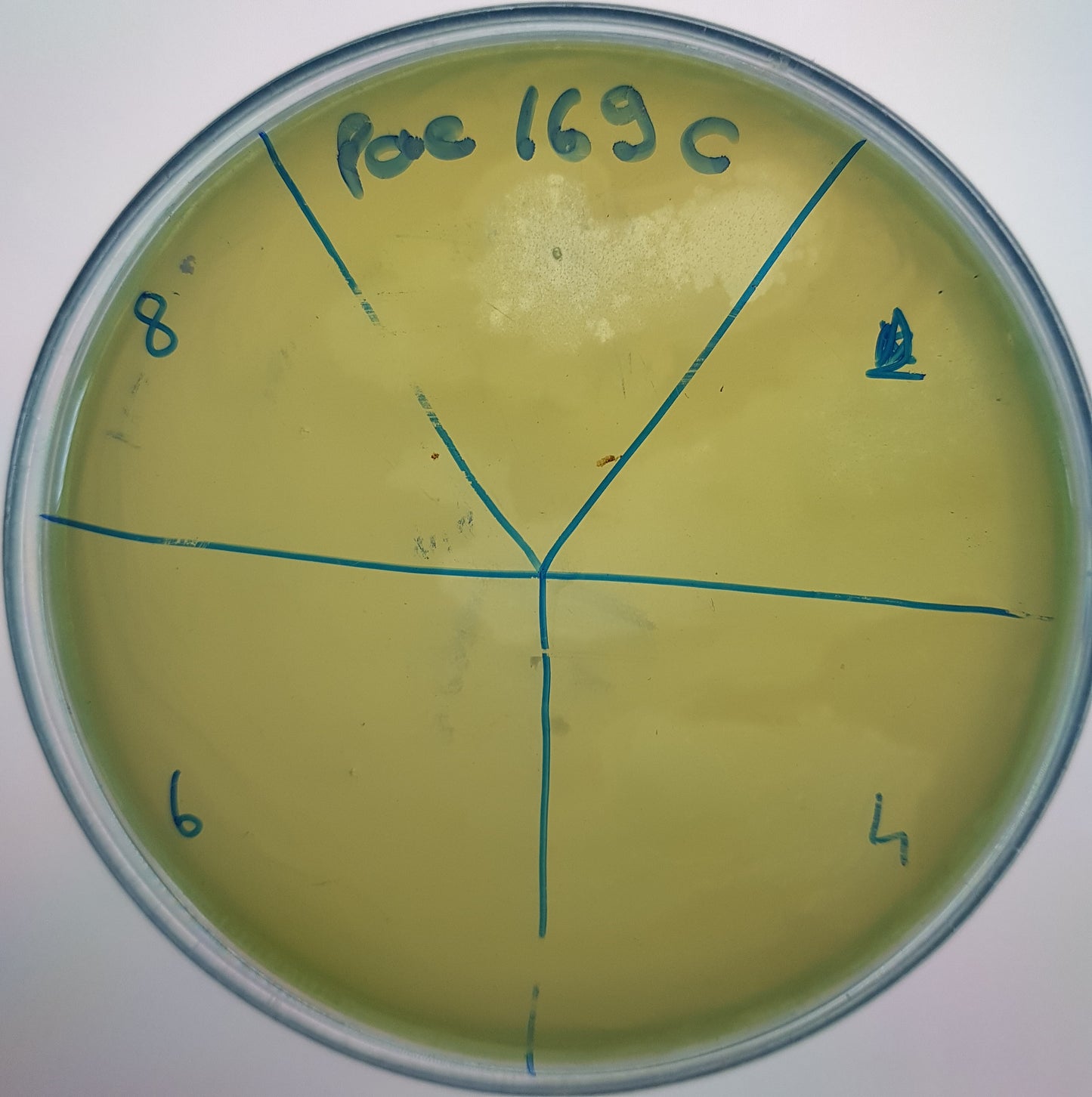 Pseudomonas aeruginosa bacteriophage 130169C