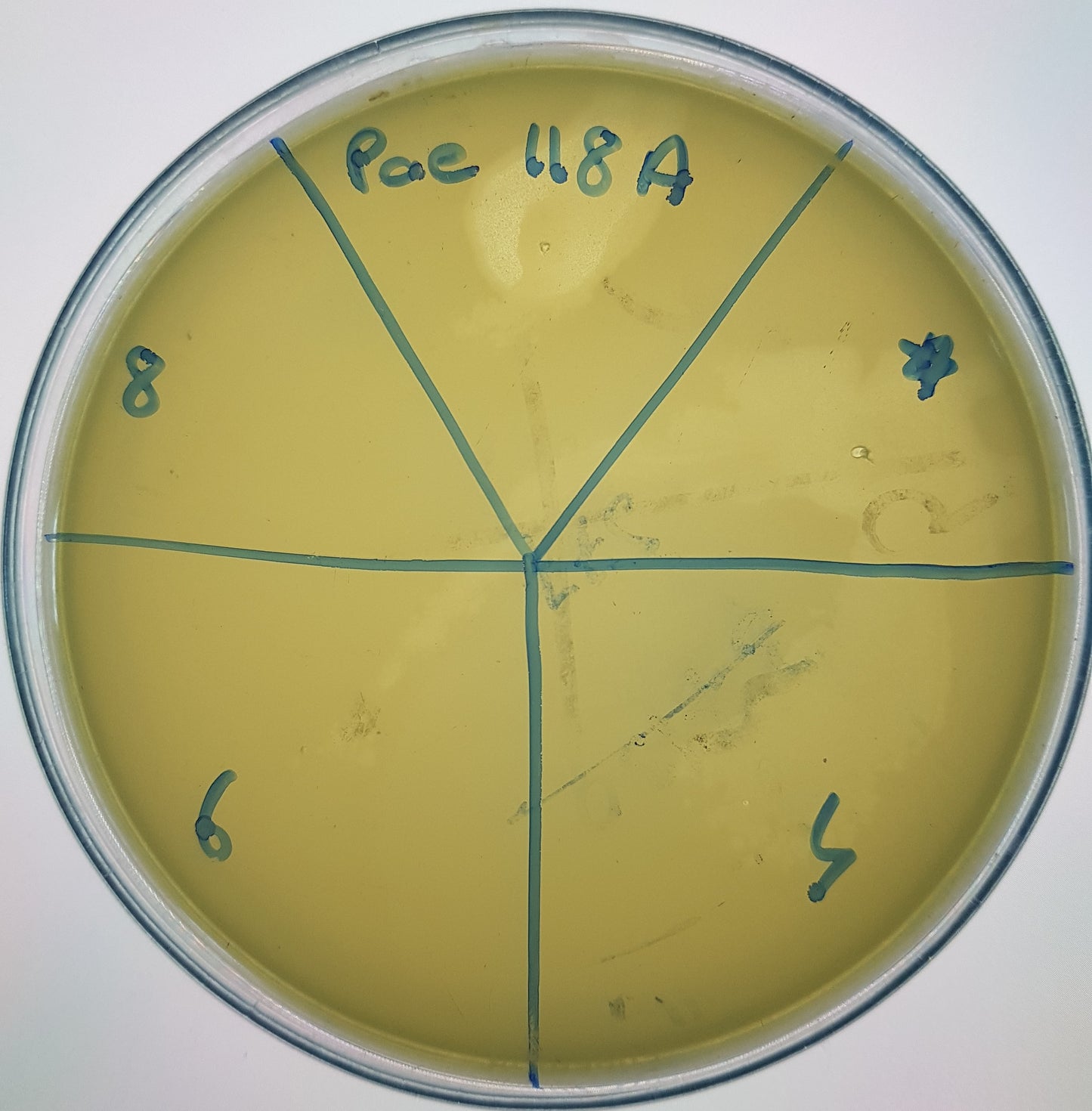 Pseudomonas aeruginosa bacteriophage 130118A