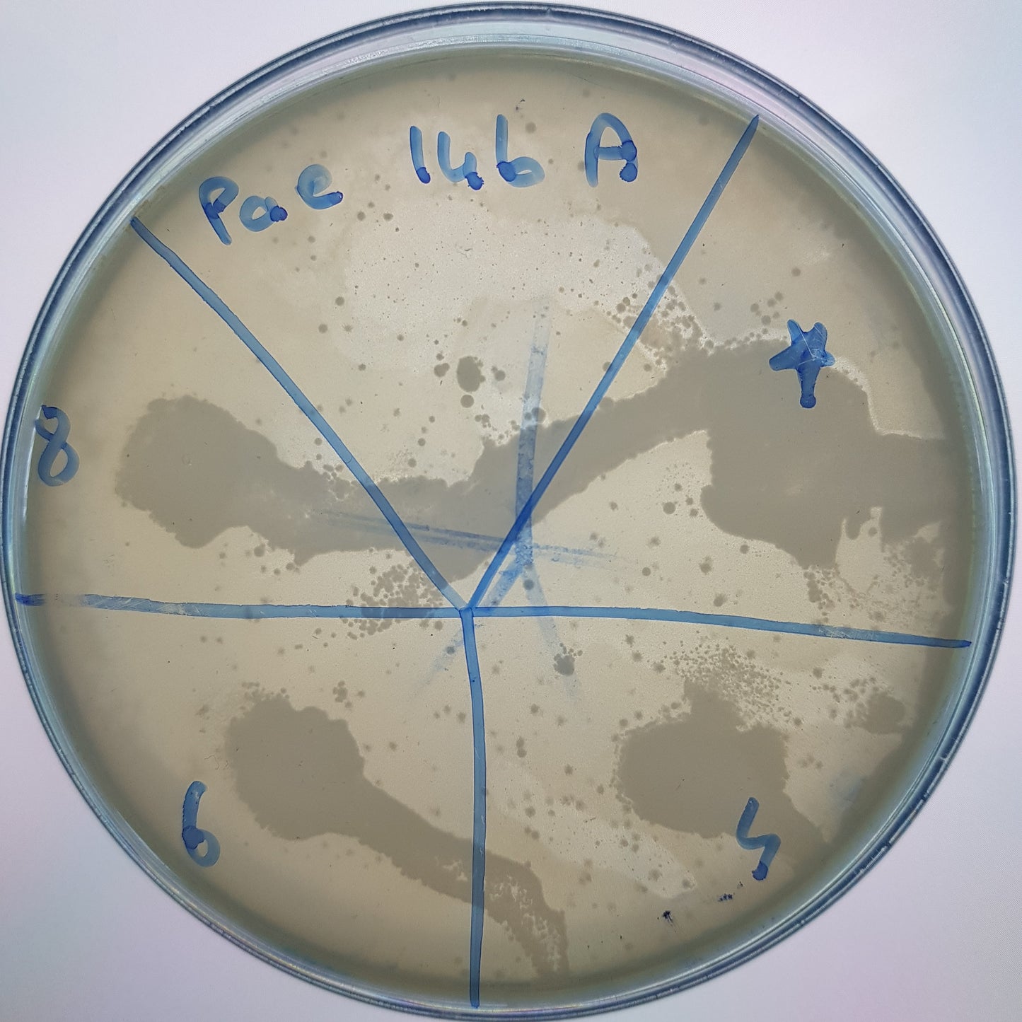 Pseudomonas aeruginosa bacteriophage 130146A