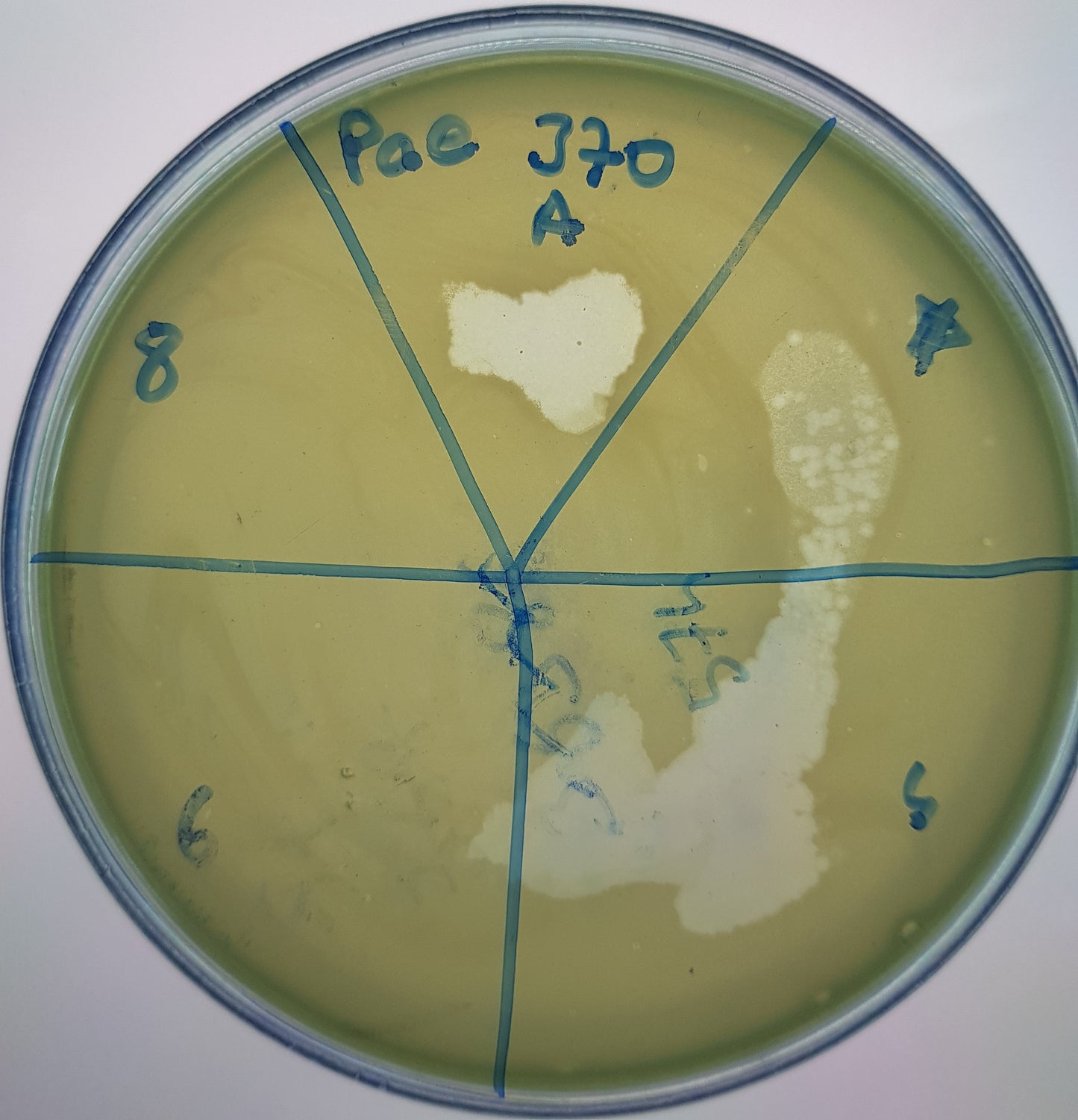 Pseudomonas aeruginosa bacteriophage 130370A