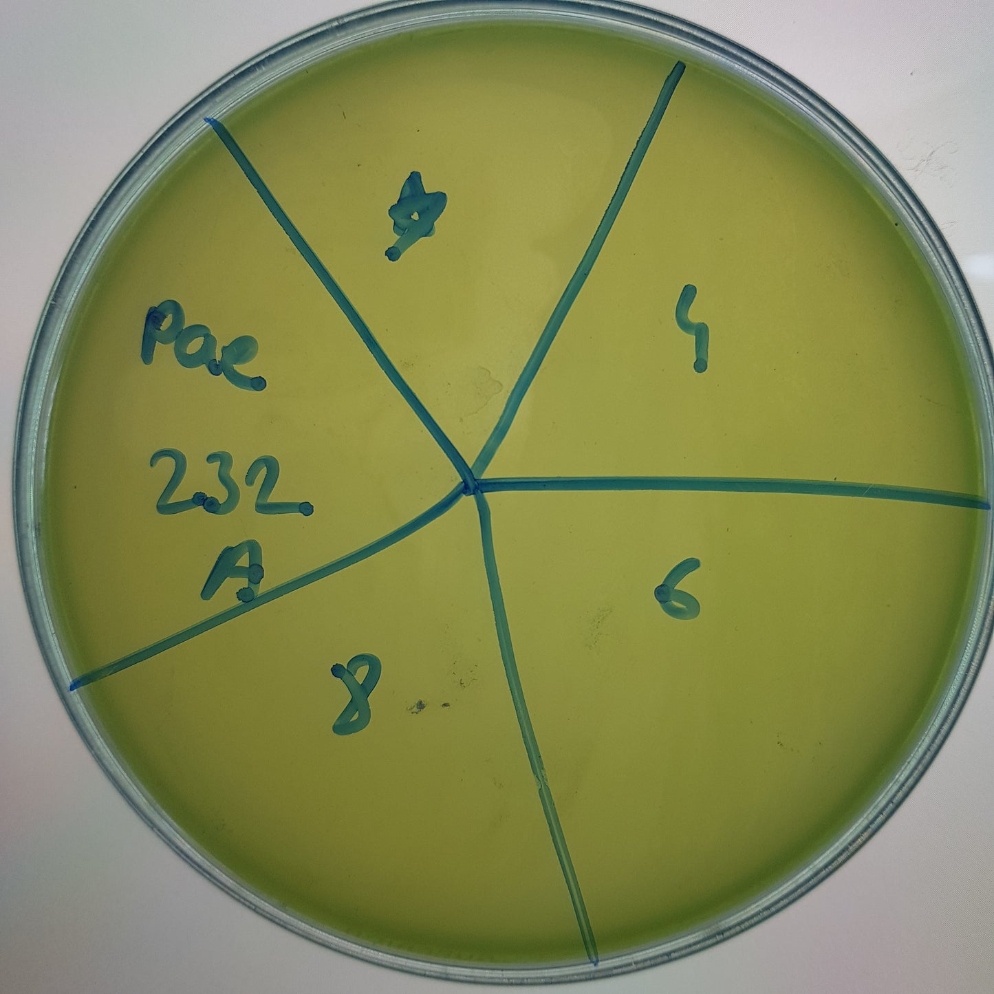Pseudomonas aeruginosa bacteriophage 130232A
