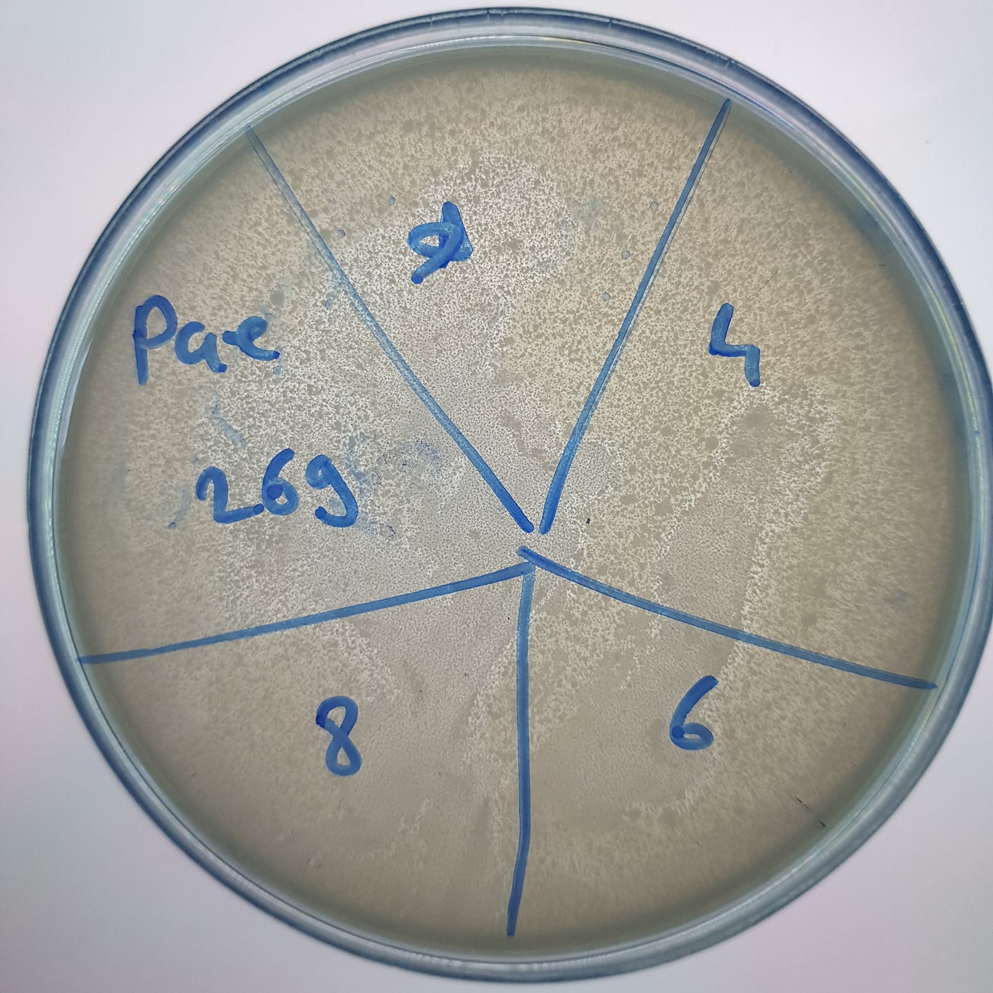 Pseudomonas aeruginosa bacteriophage 130269A