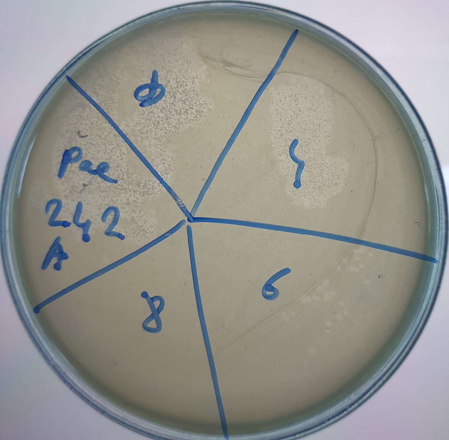 Pseudomonas aeruginosa bacteriophage 130242A