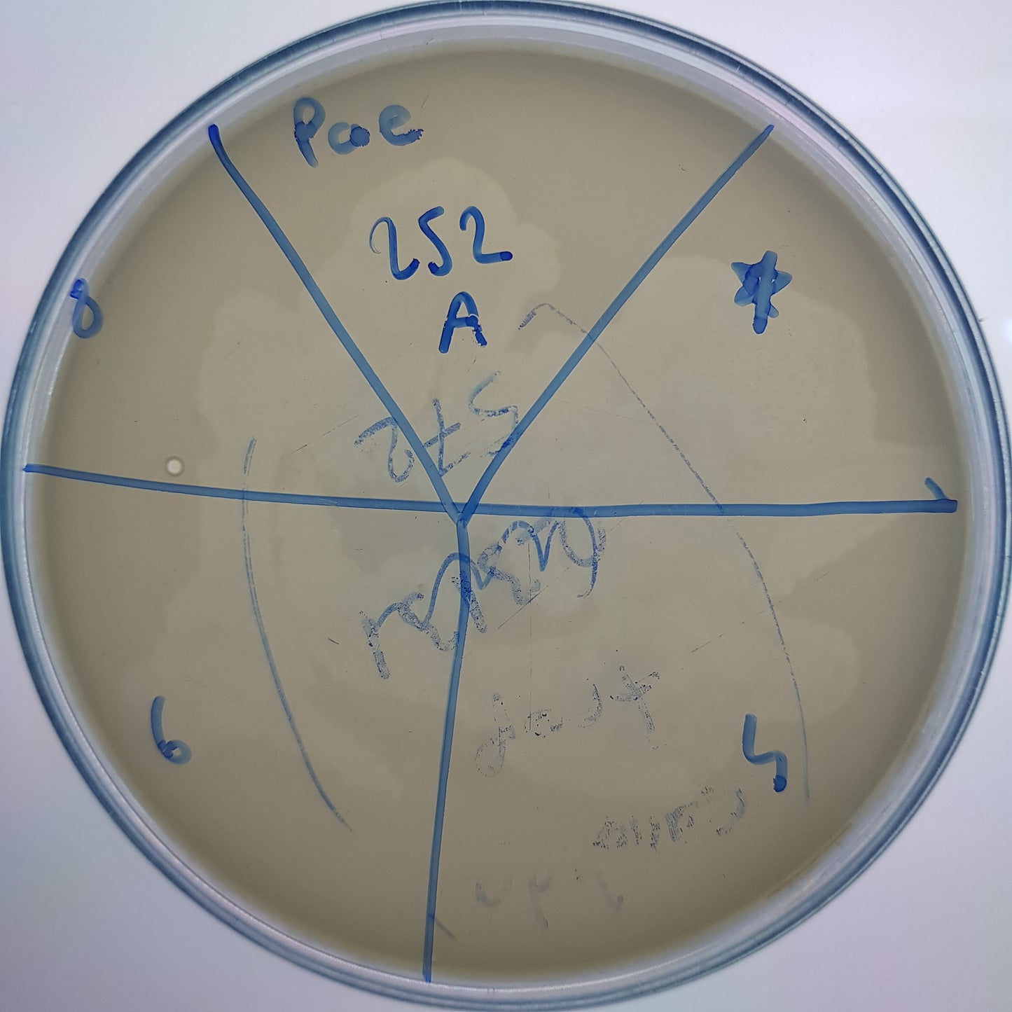 Pseudomonas aeruginosa bacteriophage 130252A