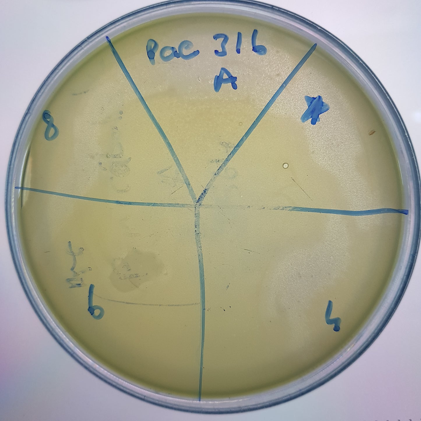 Pseudomonas aeruginosa bacteriophage 130316A