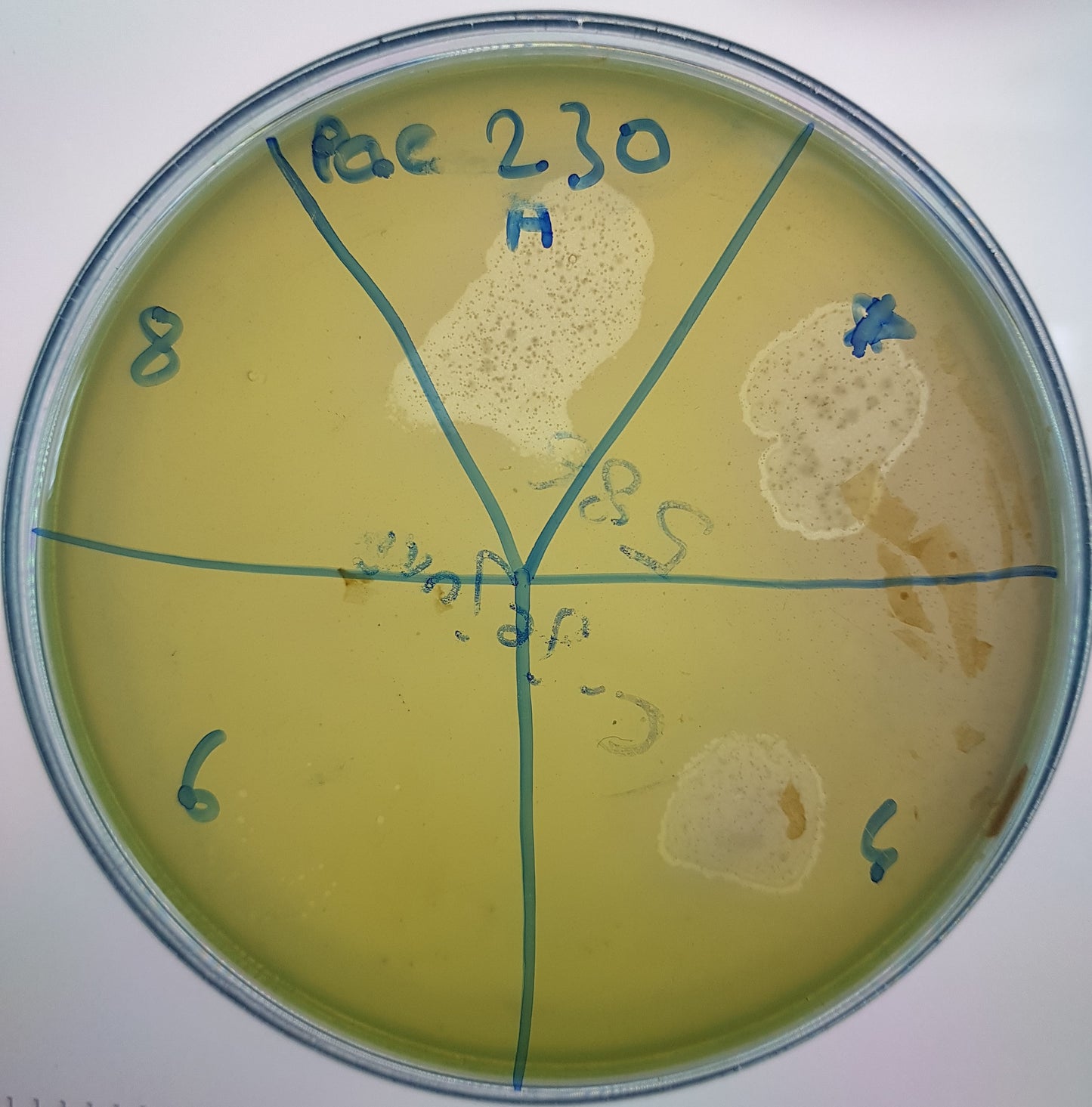 Pseudomonas aeruginosa bacteriophage 130230A
